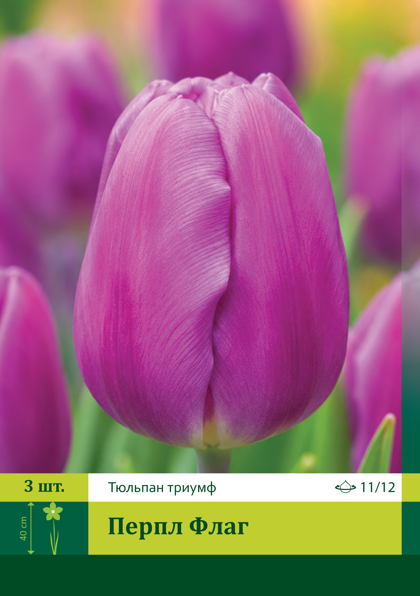 17936, Тюльпан Перпл Флаг ( TULIPA PURPLE FLAG) 11_12 ( 3 шт.) 17936, Тюльпан Перпл Флаг ( TULIPA PURPLE FLAG) 11_12 ( 3 шт.)