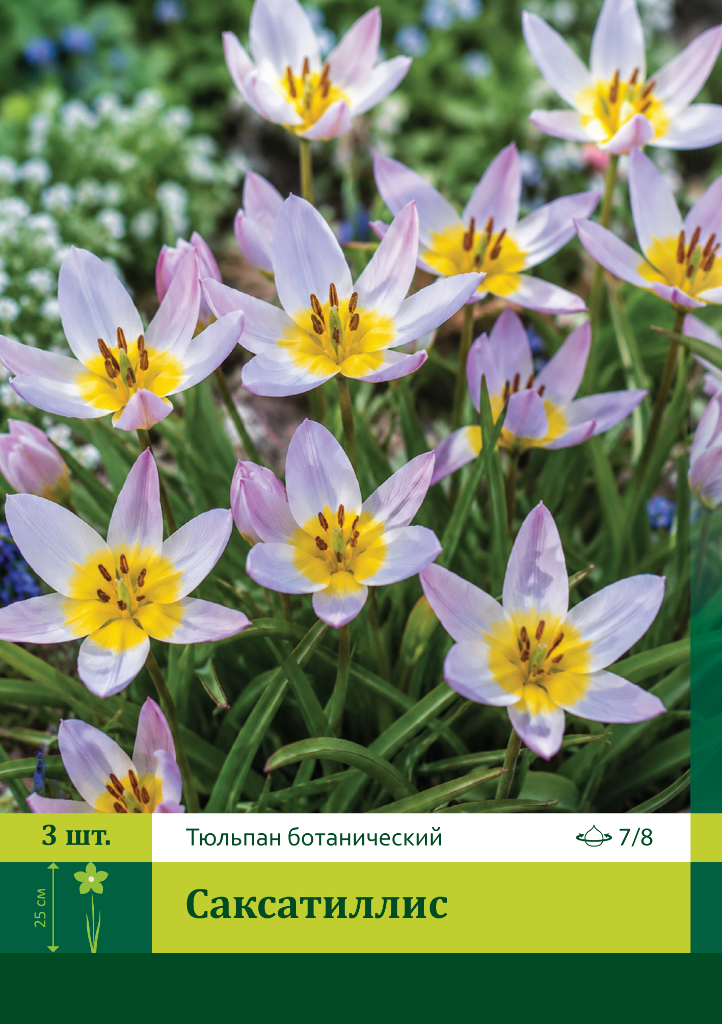 18062, Тюльпан Саксатиллис ( TULIPA SAXATILLIS) 7/8 ( 3 шт.) 18062, Тюльпан Саксатиллис ( TULIPA SAXATILLIS) 7/8 ( 3 шт.)