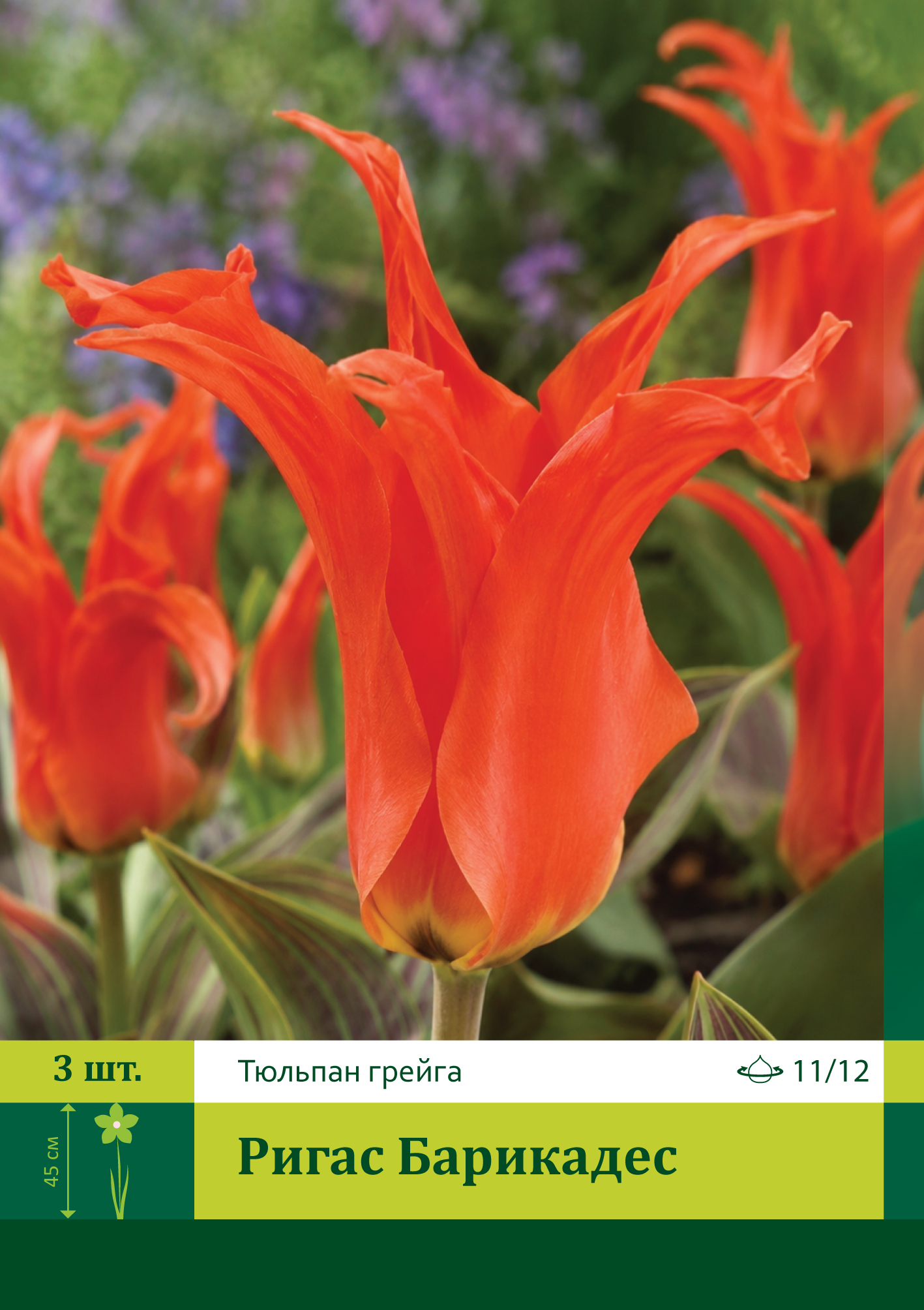 18574, Тюльпан Ригас Барикадес ( TULIPA RIGAS BARIKADES) 11/12 ( 3 шт.) 18574, Тюльпан Ригас Барикадес ( TULIPA RIGAS BARIKADES) 11/12 ( 3 шт.)