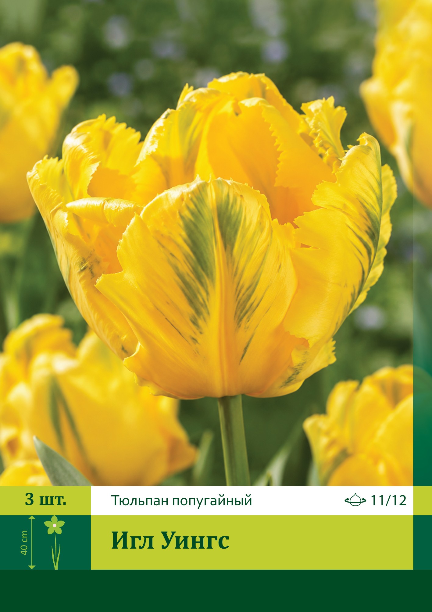 17960, Тюльпан Игл Уингс ( TULIPA EAGLE WINGS) 11/12 ( 3 шт.) 17960, Тюльпан Игл Уингс ( TULIPA EAGLE WINGS) 11/12 ( 3 шт.)