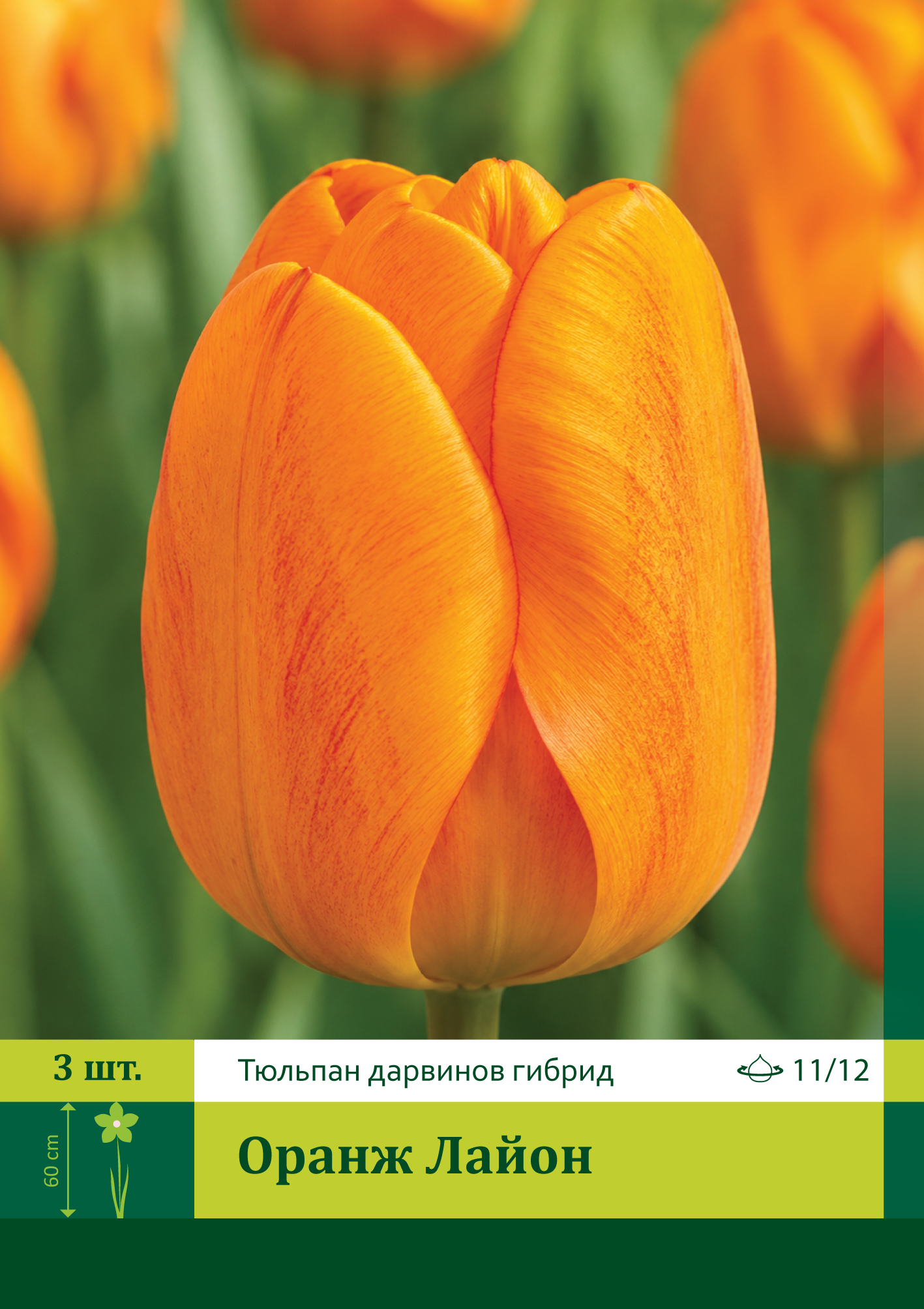 17931, Тюльпан Оранж Лайон ( TULIPA ORANGE LION) 11/12 ( 3 шт.) 17931, Тюльпан Оранж Лайон ( TULIPA ORANGE LION) 11/12 ( 3 шт.)