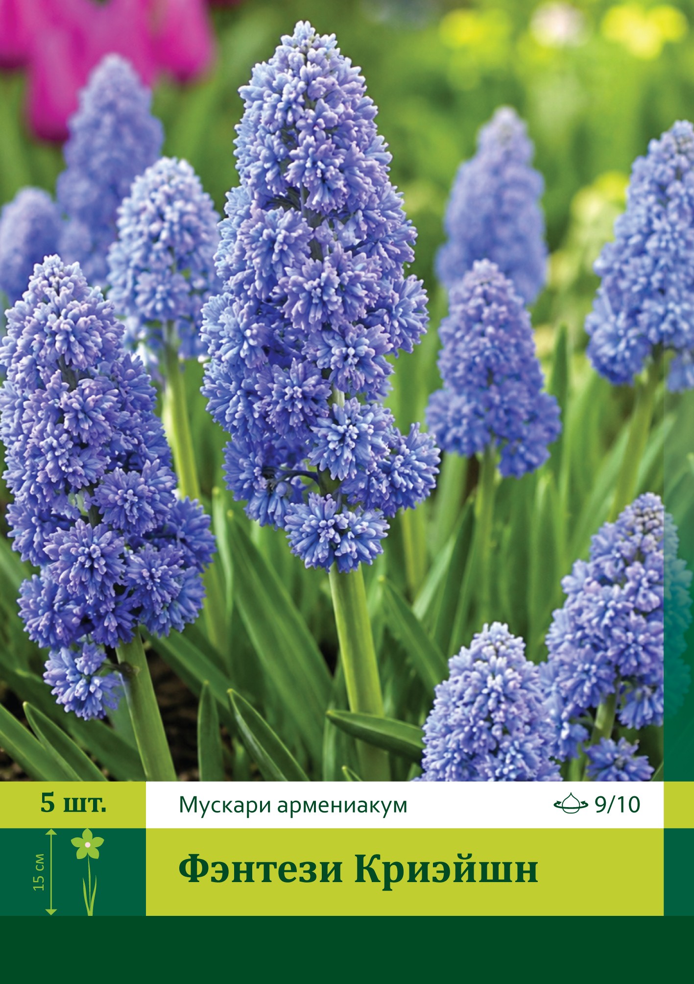 18002, Мускари Фэнтези Криэйшн ( MUSCARI FANTASY CREATION) 9/10 ( 5 шт.) 18002, Мускари Фэнтези Криэйшн ( MUSCARI FANTASY CREATION) 9/10 ( 5 шт.)