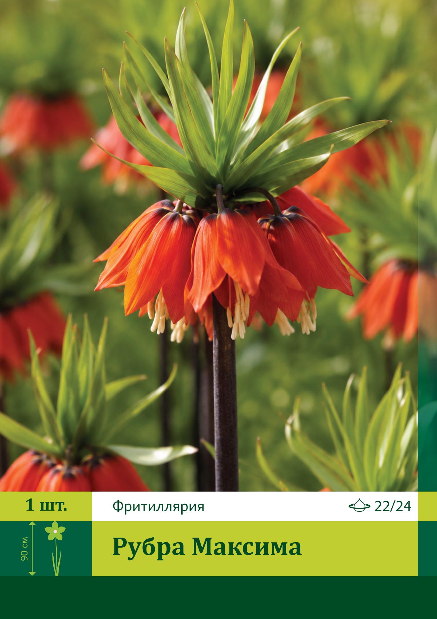 16642, Фритиллярия Рубра Максима ( FRITILLARIA RUBRA MAXIMA) 22/24 ( 1 шт.) 16642, Фритиллярия Рубра Максима ( FRITILLARIA RUBRA MAXIMA) 22/24 ( 1 шт.)