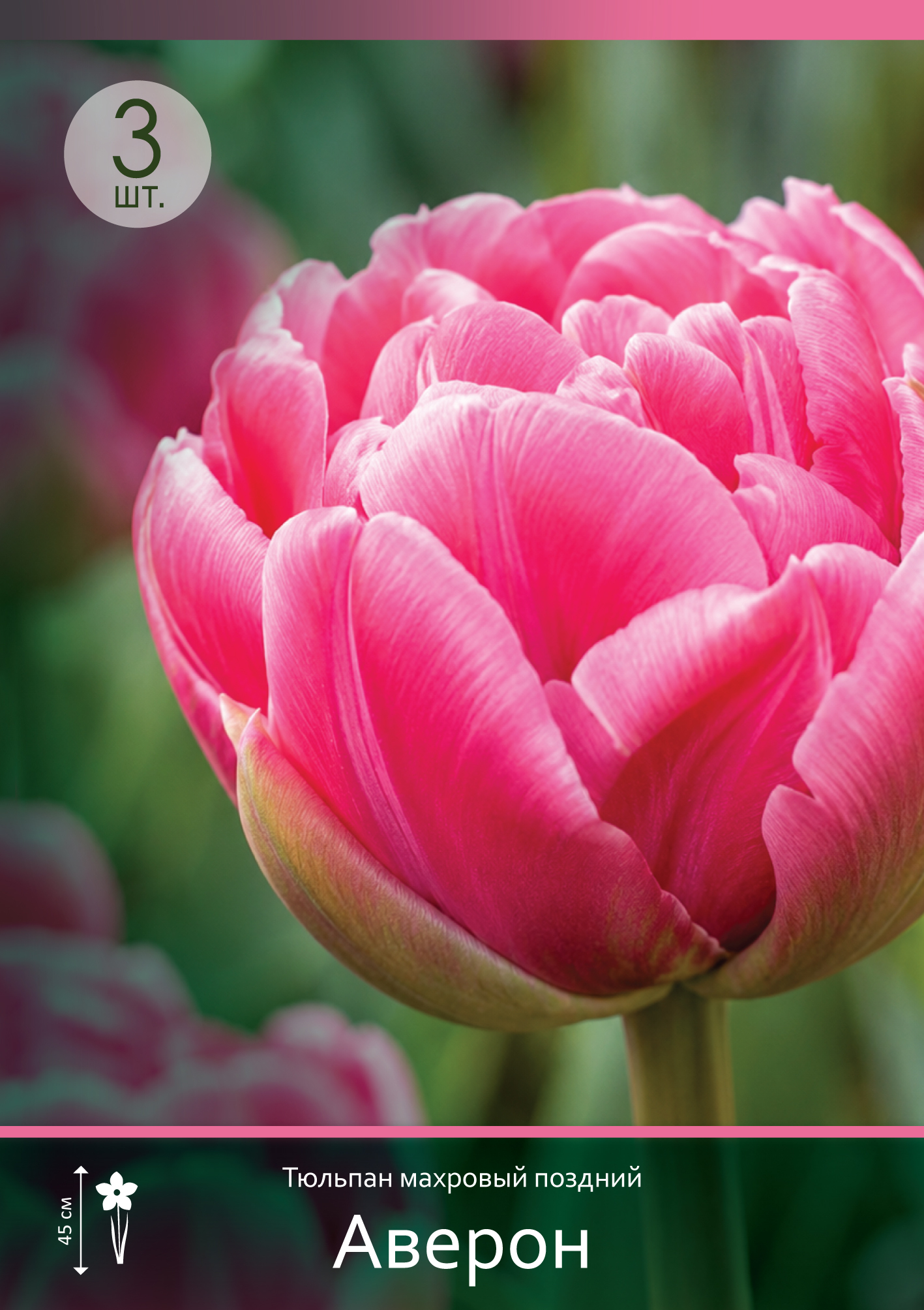 18582, Тюльпан Аверон ( TULIPA AVEYRON) 12/14 ( 3 шт.) 18582, Тюльпан Аверон ( TULIPA AVEYRON) 12/14 ( 3 шт.)