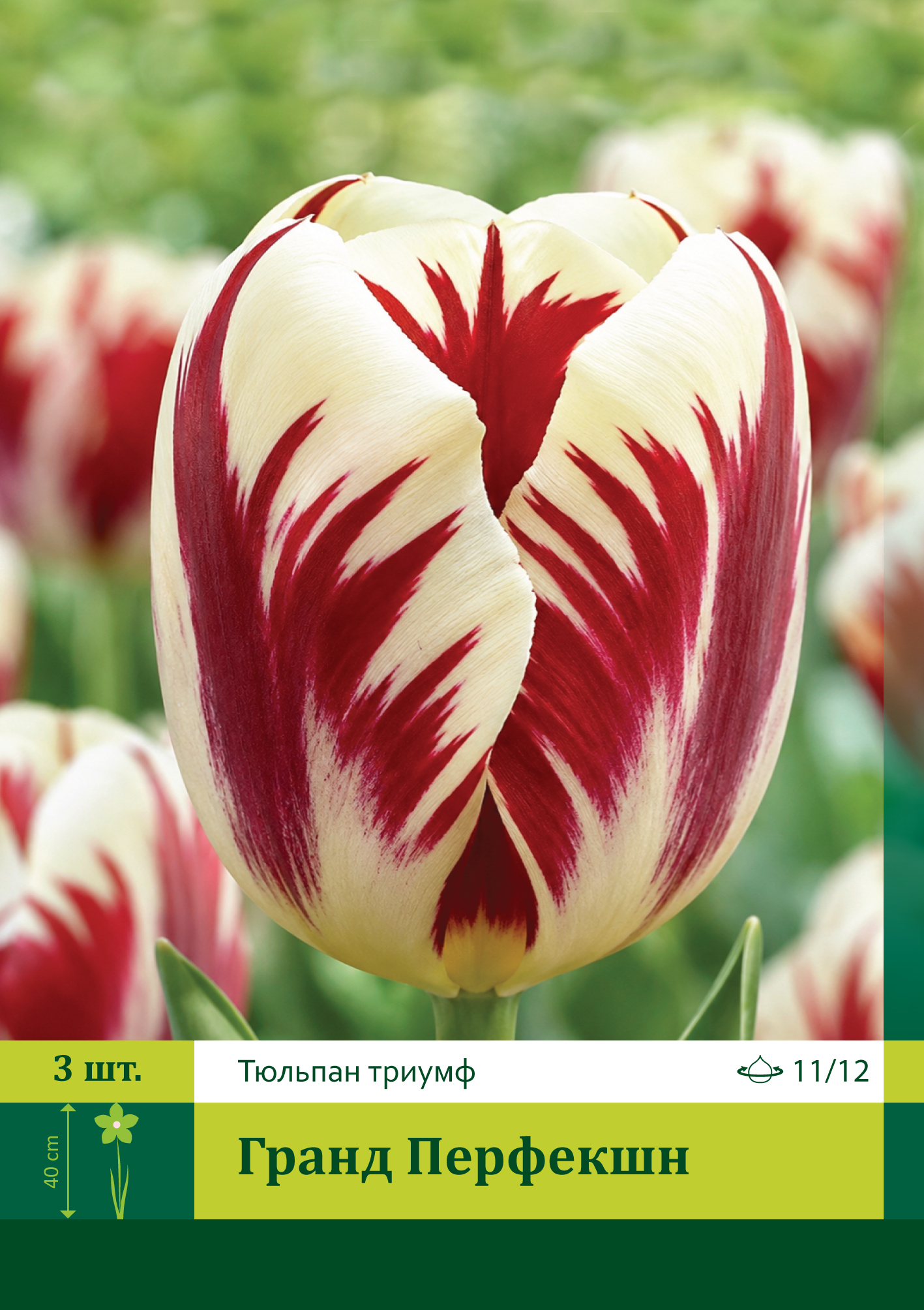 15087, Тюльпан Гранд Перфекшн ( TULIPA GRAND PERFECTION) 11_12 ( 3 шт.) 15087, Тюльпан Гранд Перфекшн ( TULIPA GRAND PERFECTION) 11_12 ( 3 шт.)