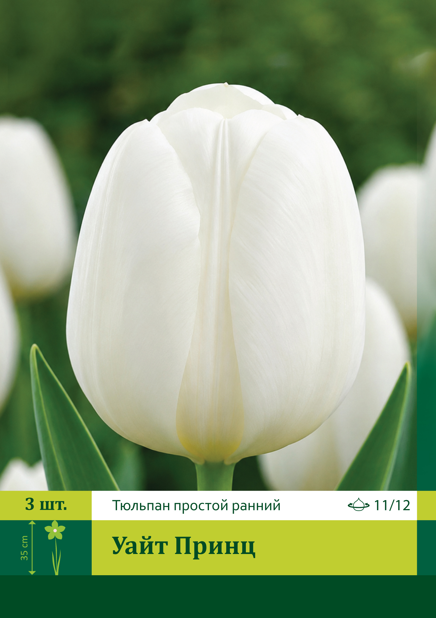 17926, Тюльпан Уайт Принц ( TULIPA WHITE PRINCE) 11/12 ( 3 шт.) 17926, Тюльпан Уайт Принц ( TULIPA WHITE PRINCE) 11/12 ( 3 шт.)
