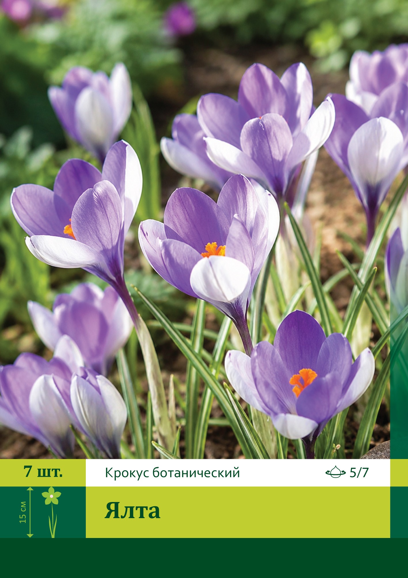 18652, Крокус Ялта ( CROCUS YALTA) 5/7 ( 7 шт.) 18652, Крокус Ялта ( CROCUS YALTA) 5/7 ( 7 шт.)