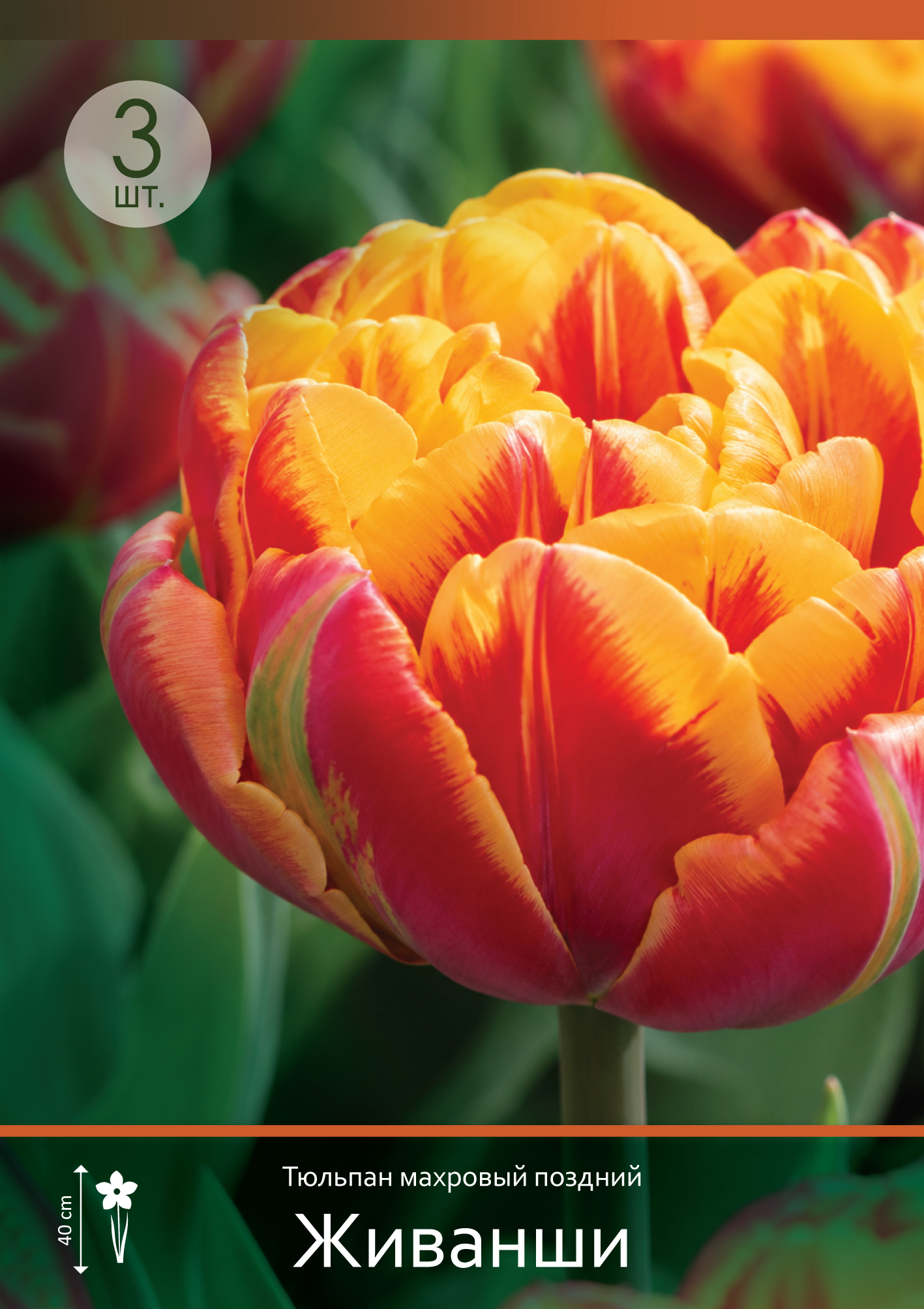 17942, Тюльпан Живанши ( TULIPA GIVENCHY) 11/12 ( 3 шт.) 17942, Тюльпан Живанши ( TULIPA GIVENCHY) 11/12 ( 3 шт.)