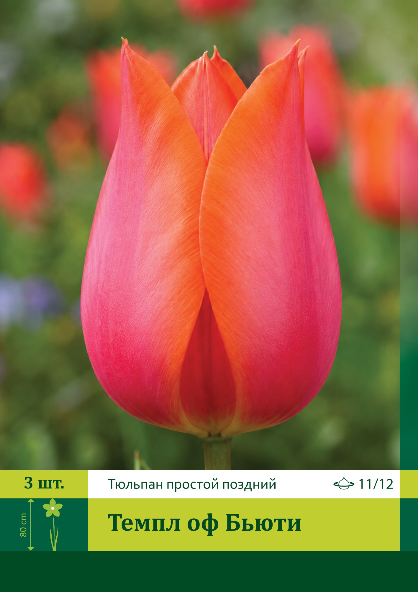 18602, Тюльпан Темпл оф Бьюти ( TULIPA TEMPLE OF BEAUTY) 11/12 ( 3 шт.) 18602, Тюльпан Темпл оф Бьюти ( TULIPA TEMPLE OF BEAUTY) 11/12 ( 3 шт.)