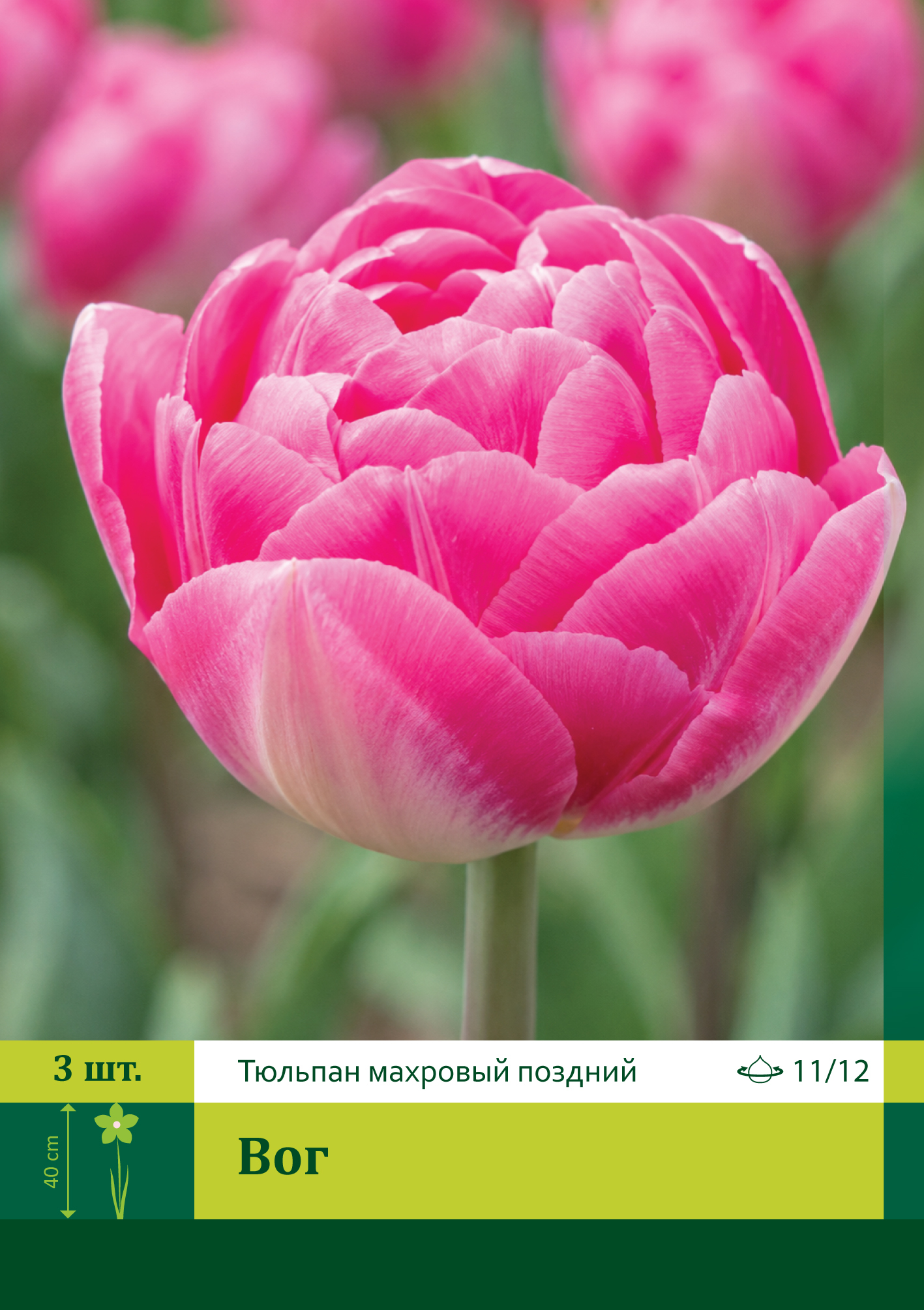 17944, Тюльпан Вог ( TULIPA VOGUE) 11/12 ( 3 шт.) 17944, Тюльпан Вог ( TULIPA VOGUE) 11/12 ( 3 шт.)