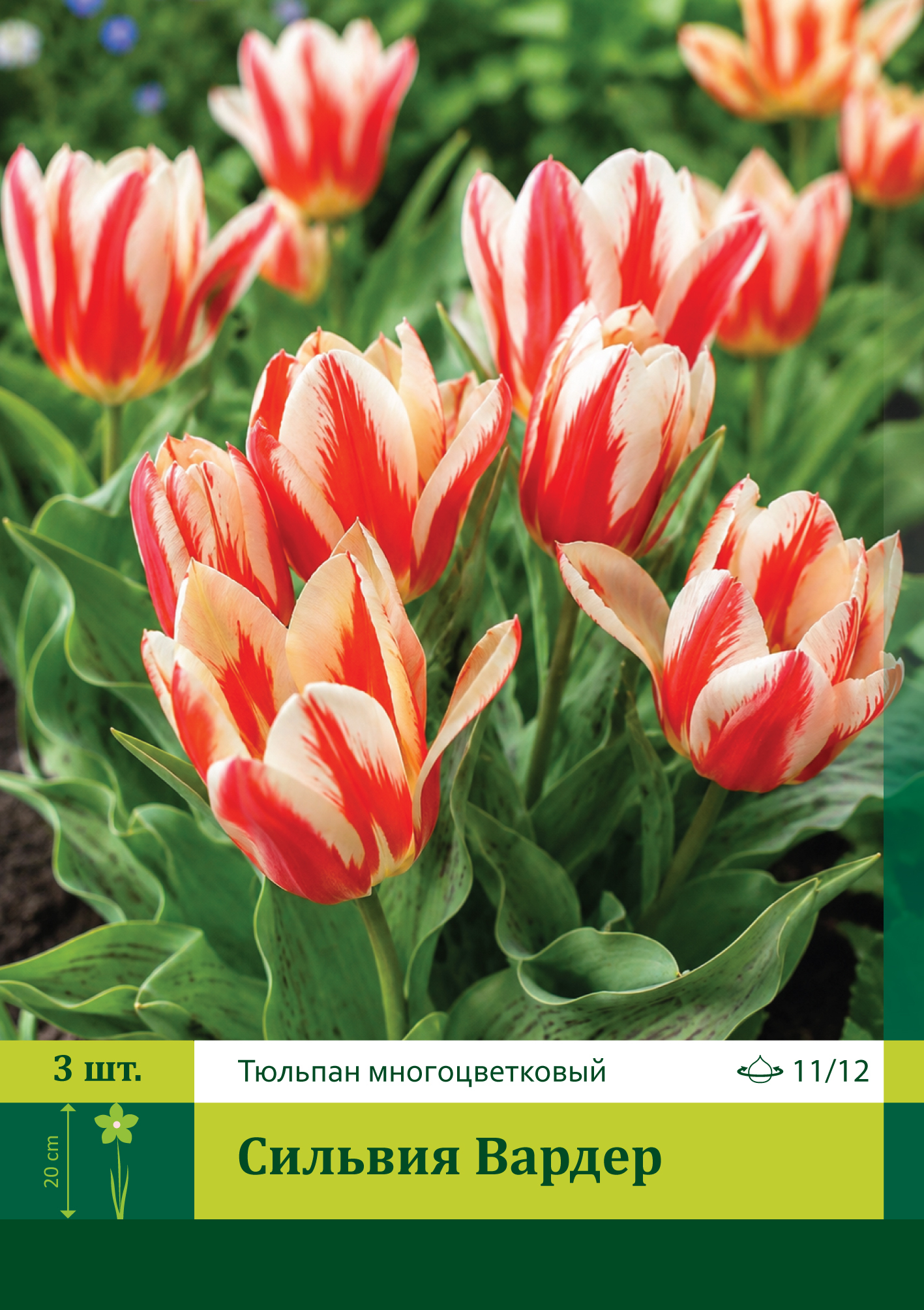 18627, Тюльпан Сильвия Вардер ( TULIPA SYLVIA WARDER) 11/12 ( 3 шт.) 18627, Тюльпан Сильвия Вардер ( TULIPA SYLVIA WARDER) 11/12 ( 3 шт.)