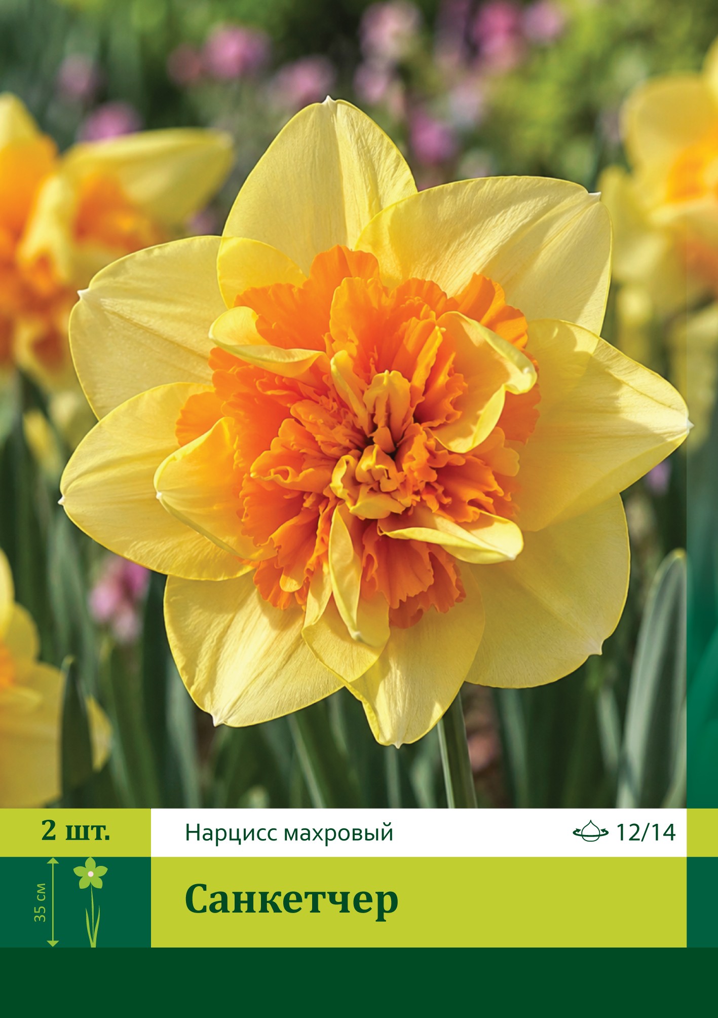 16629, Нарцисс Санкетчер ( NARCISSUS SUNCATCHER) 12/14 ( 2 шт.) 16629, Нарцисс Санкетчер ( NARCISSUS SUNCATCHER) 12/14 ( 2 шт.)