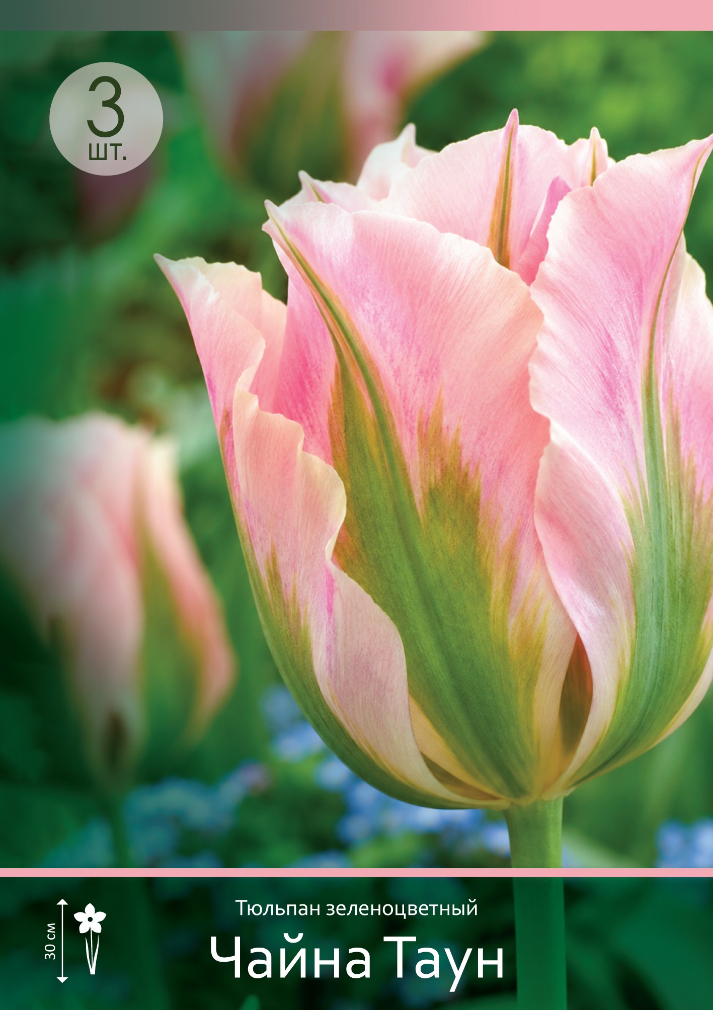 18578, Тюльпан Чайна Таун ( TULIPA CHINA TOWN) 12/14 ( 3 шт.) 18578, Тюльпан Чайна Таун ( TULIPA CHINA TOWN) 12/14 ( 3 шт.)