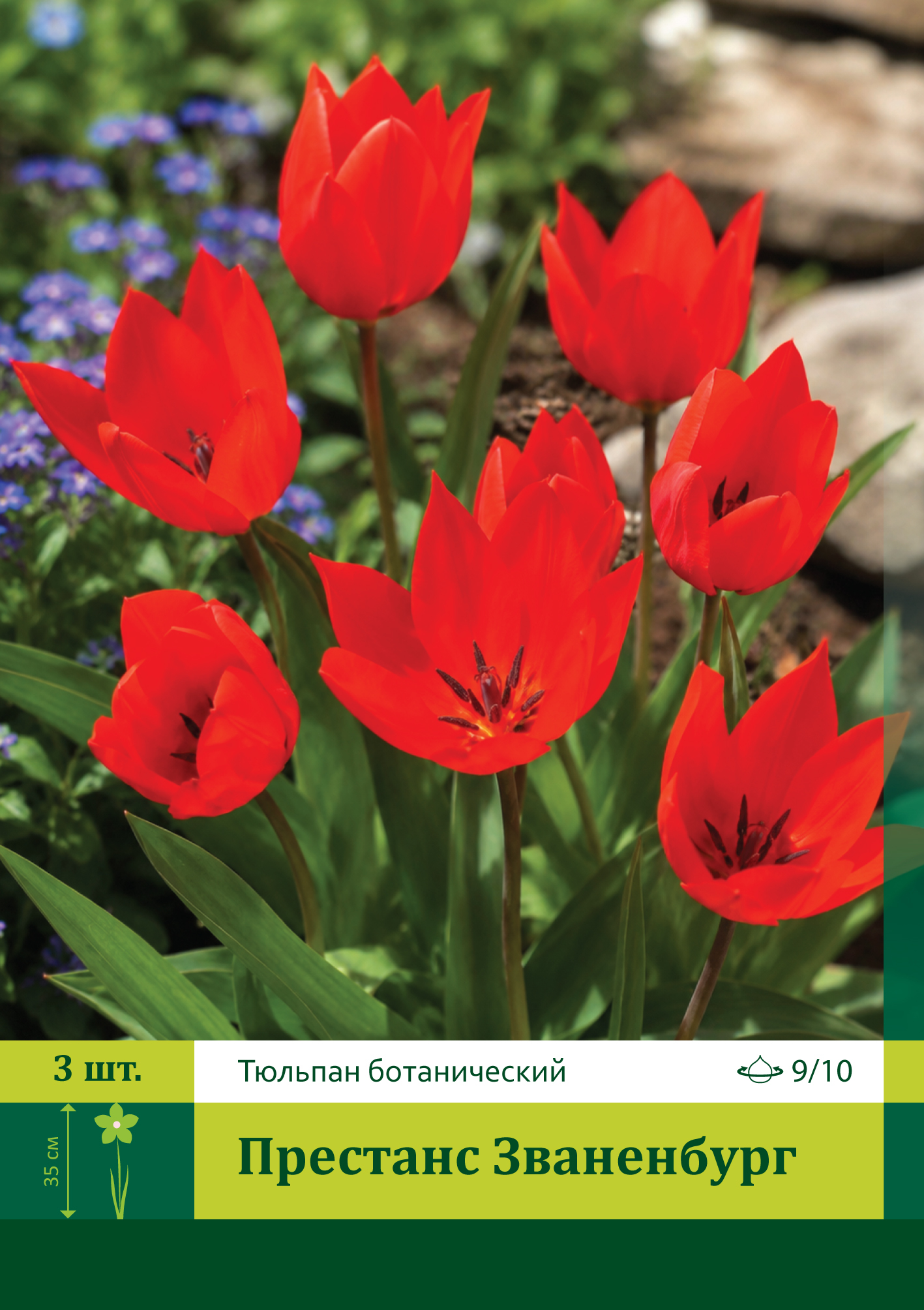 18064, Тюльпан Престанс Званенбург ( TULIPA PRAESTANS ZWANENBURG) 9/10 ( 3 шт.) 18064, Тюльпан Престанс Званенбург ( TULIPA PRAESTANS ZWANENBURG) 9/10 ( 3 шт.)