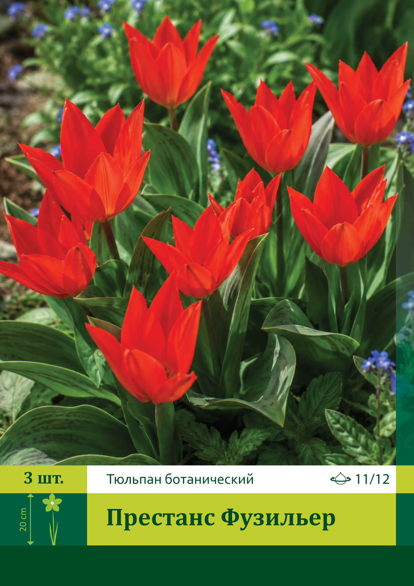 18642, Тюльпан Престанс Фузильер ( TULIPA PRAESTANS FUSILIER) 11/12 ( 3 шт.) 18642, Тюльпан Престанс Фузильер ( TULIPA PRAESTANS FUSILIER) 11/12 ( 3 шт.)