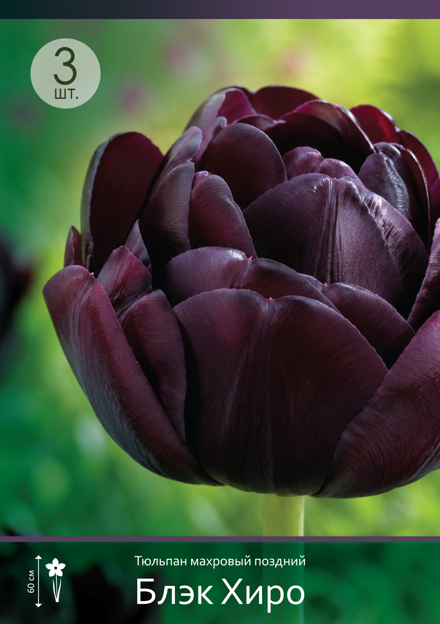 18583, Тюльпан Блэк Хиро ( TULIPA BLACK HERO) 12/14 ( 3 шт.) 18583, Тюльпан Блэк Хиро ( TULIPA BLACK HERO) 12/14 ( 3 шт.)