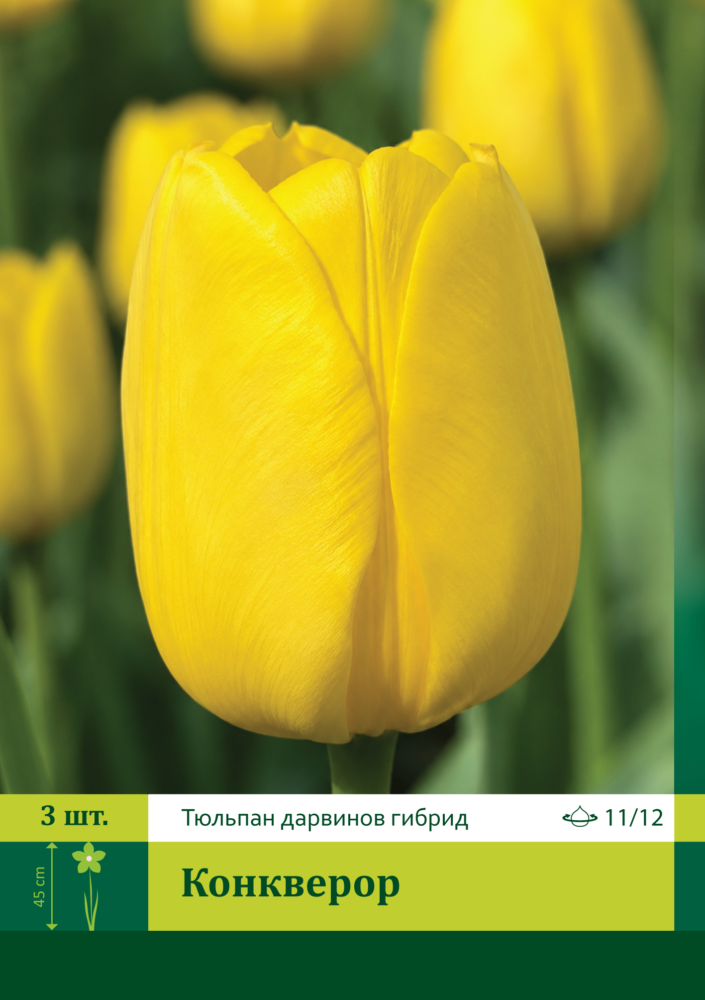 17394, Тюльпан Конкверор ( TULIPA CONQUEROR) 11/12 ( 3 шт.) 17394, Тюльпан Конкверор ( TULIPA CONQUEROR) 11/12 ( 3 шт.)