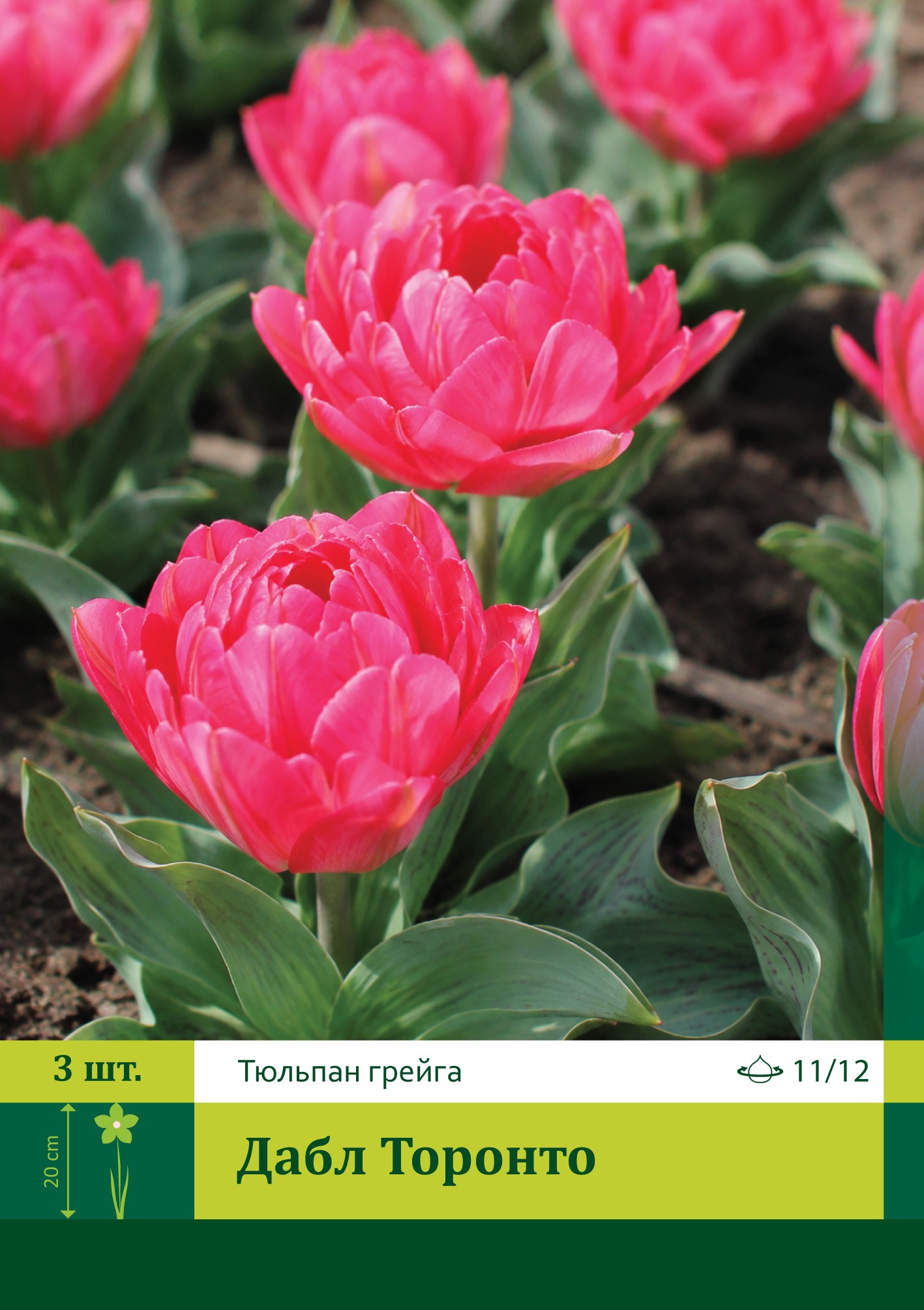 17954, Тюльпан Дабл Торонто ( TULIPA DOUBLE TORONTO) 11/12 ( 3 шт.) 17954, Тюльпан Дабл Торонто ( TULIPA DOUBLE TORONTO) 11/12 ( 3 шт.)