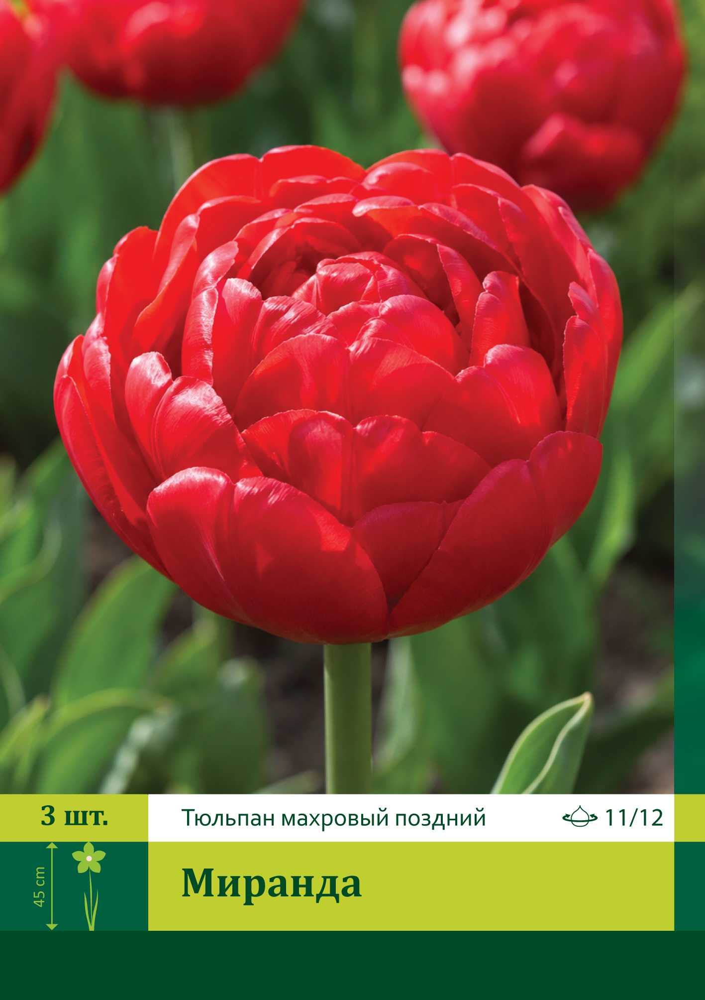 18566, Тюльпан Миранда ( TULIPA MIRANDA) 11/12 ( 3 шт.) 18566, Тюльпан Миранда ( TULIPA MIRANDA) 11/12 ( 3 шт.)
