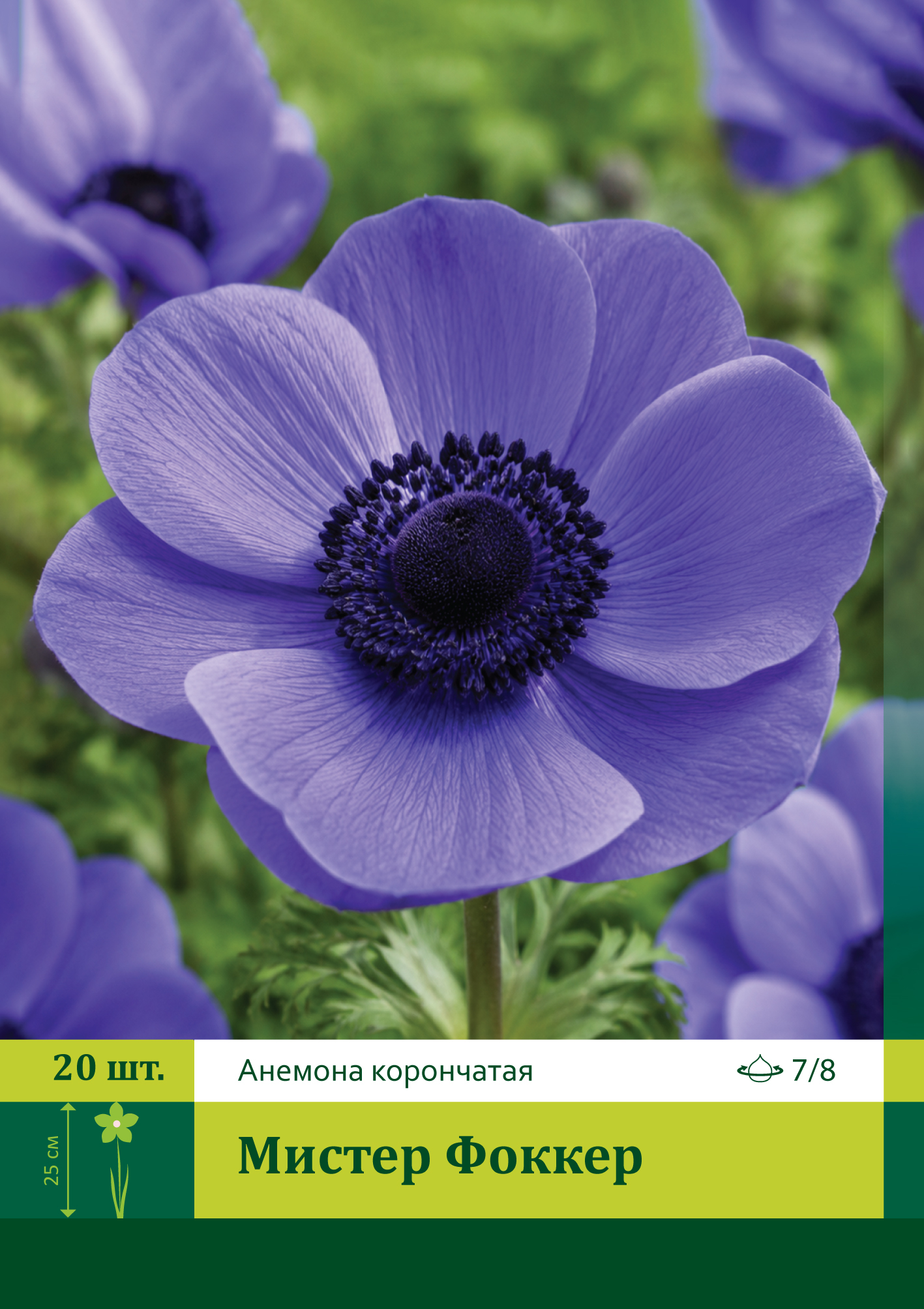 16927, Анемона Мистер Фоккер ( ANEMONE CORONARIA MR. FOKKER) 7/8 ( 20 шт.) 16927, Анемона Мистер Фоккер ( ANEMONE CORONARIA MR. FOKKER) 7/8 ( 20 шт.)