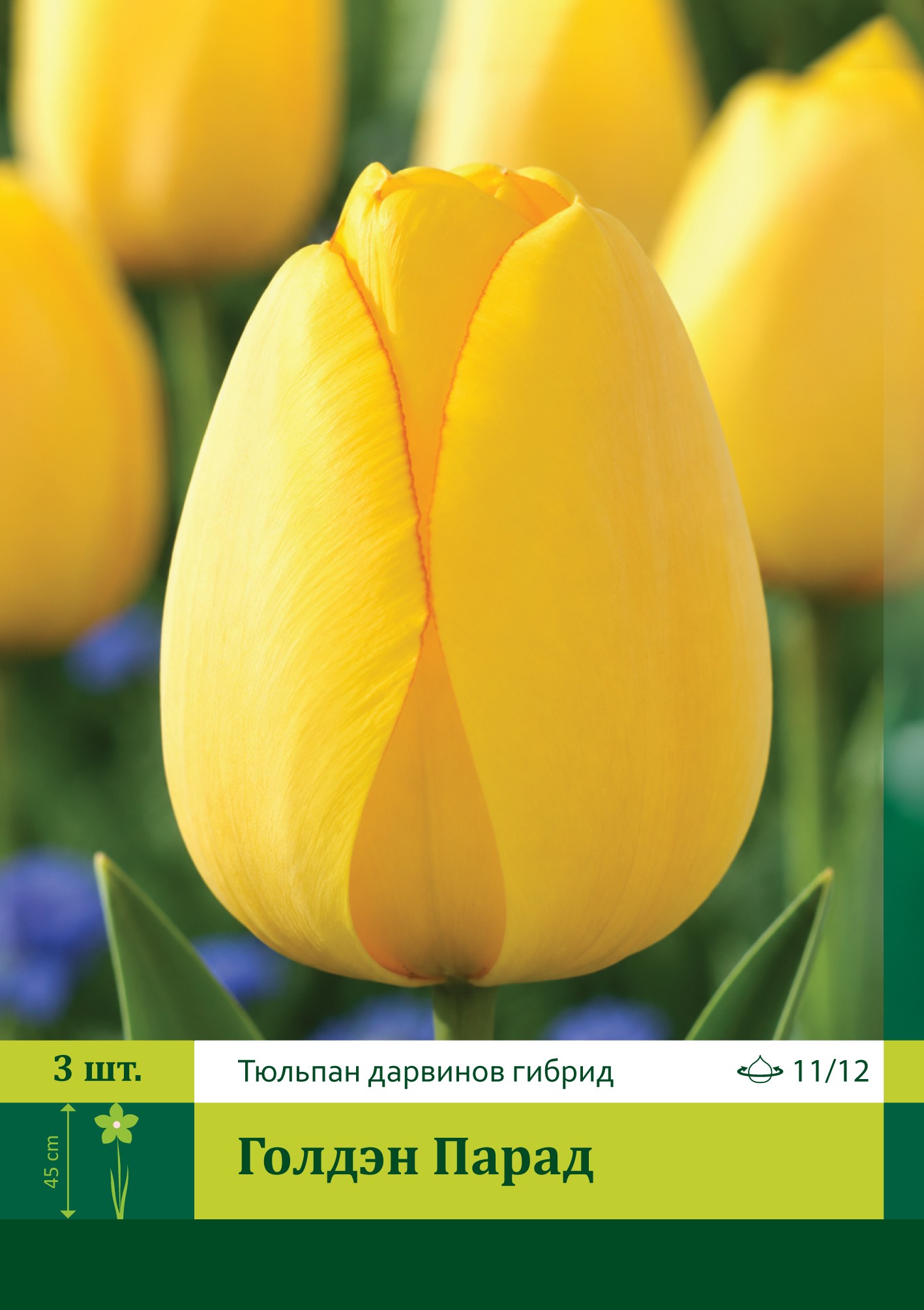 18019, Тюльпан Голдэн Парад ( TULIPA GOLDEN PARADE) 11/12 ( 3 шт.) 18019, Тюльпан Голдэн Парад ( TULIPA GOLDEN PARADE) 11/12 ( 3 шт.)