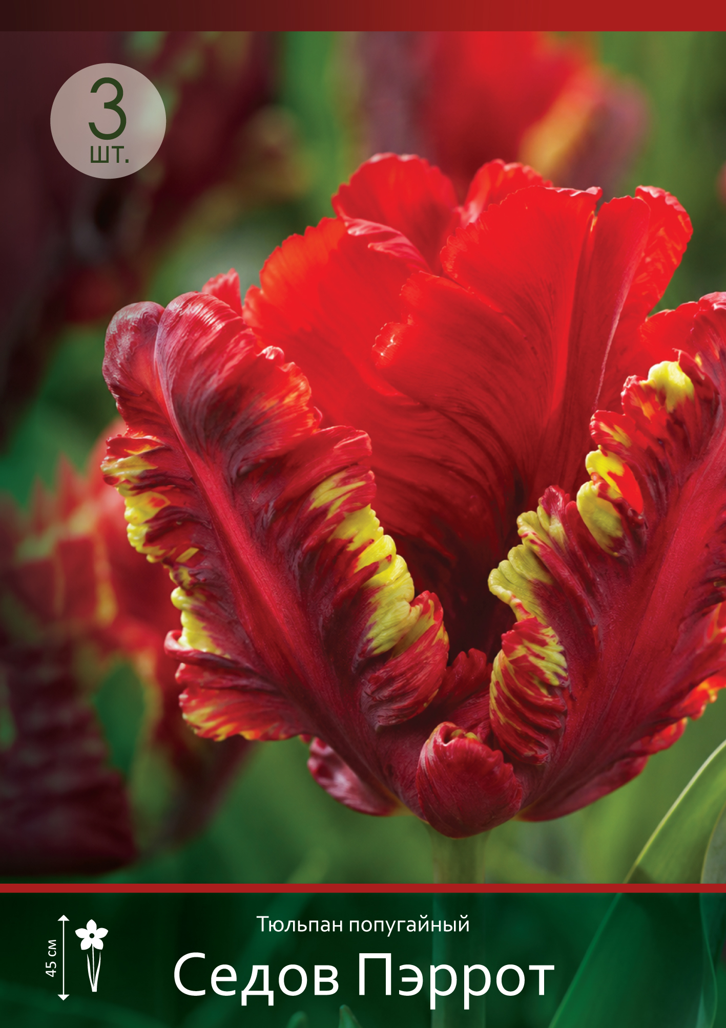 18592, Тюльпан Седов Пэррот ( TULIPA SEADOV PARROT) 11/12 ( 3 шт.) 18592, Тюльпан Седов Пэррот ( TULIPA SEADOV PARROT) 11/12 ( 3 шт.)