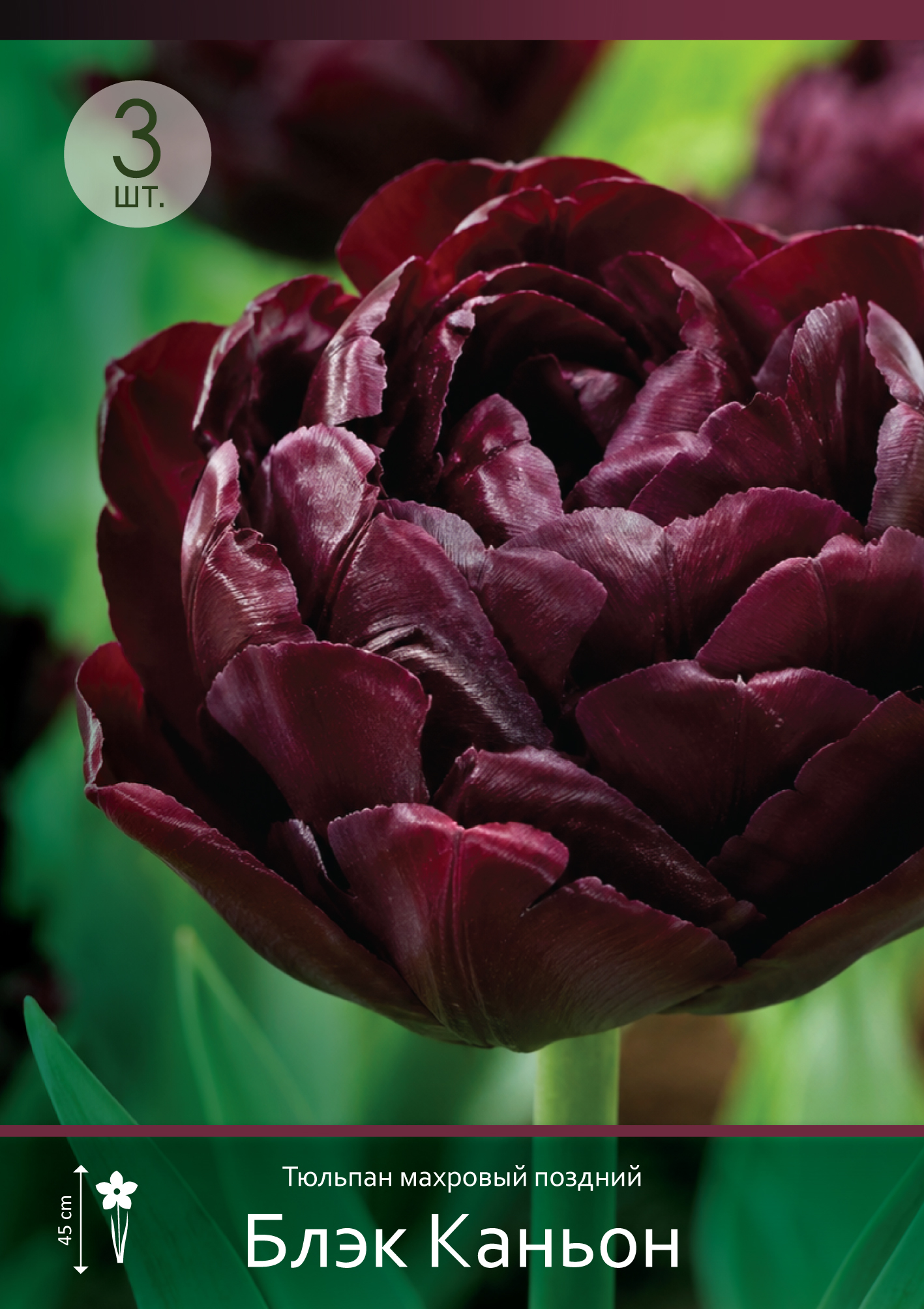17939, Тюльпан Блэк Каньон ( TULIPA BLACK CANYON) 11_12 ( 3 шт.) 17939, Тюльпан Блэк Каньон ( TULIPA BLACK CANYON) 11_12 ( 3 шт.)