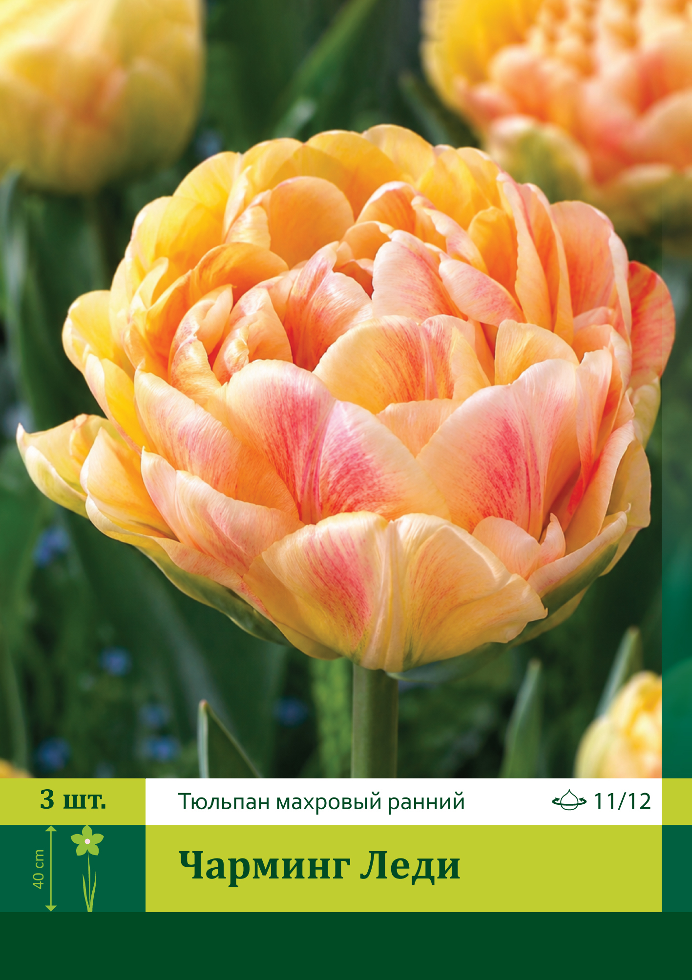 11832, Тюльпан Чарминг Леди ( TULIPA CHARMING LADY) 11_12 ( 3 шт.) 11832, Тюльпан Чарминг Леди ( TULIPA CHARMING LADY) 11_12 ( 3 шт.)