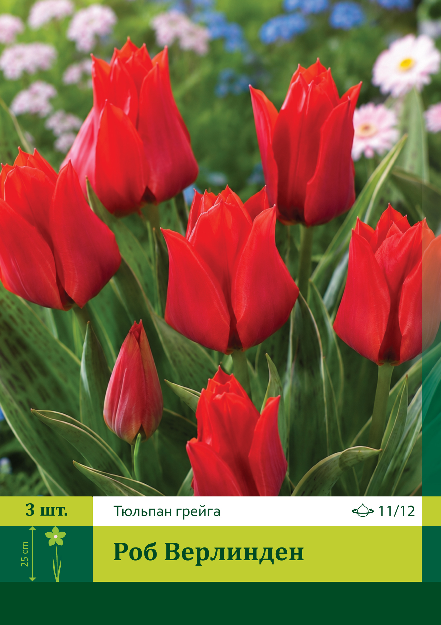 18636, Тюльпан Роб Верлинден ( TULIPA ROB VERLINDEN) 11/12 ( 3 шт.) 18636, Тюльпан Роб Верлинден ( TULIPA ROB VERLINDEN) 11/12 ( 3 шт.)