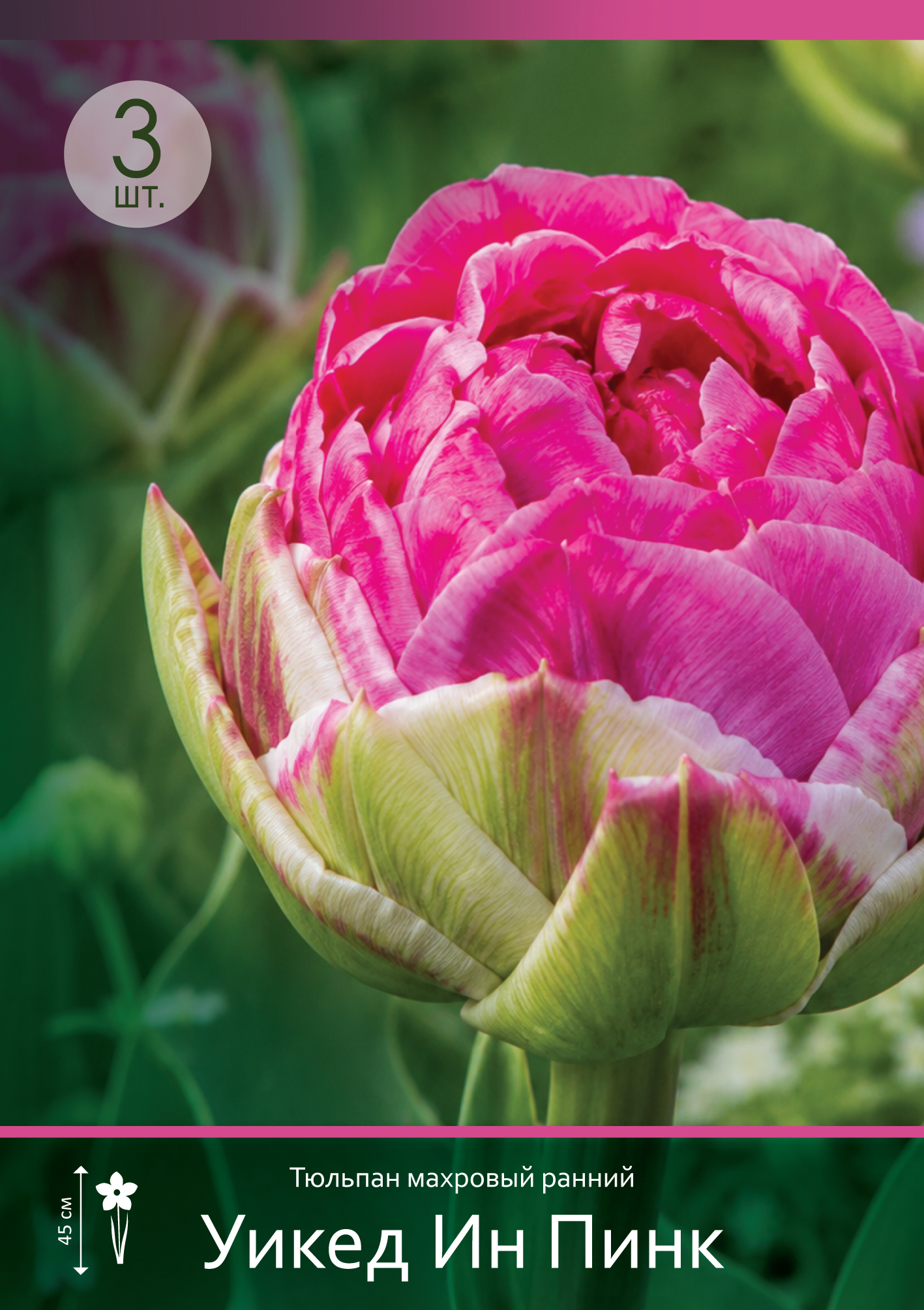 18590, Тюльпан Уикед Ин Пинк ( TULIPA WICKED IN PINK) 11_12 ( 3 шт.) 18590, Тюльпан Уикед Ин Пинк ( TULIPA WICKED IN PINK) 11_12 ( 3 шт.)