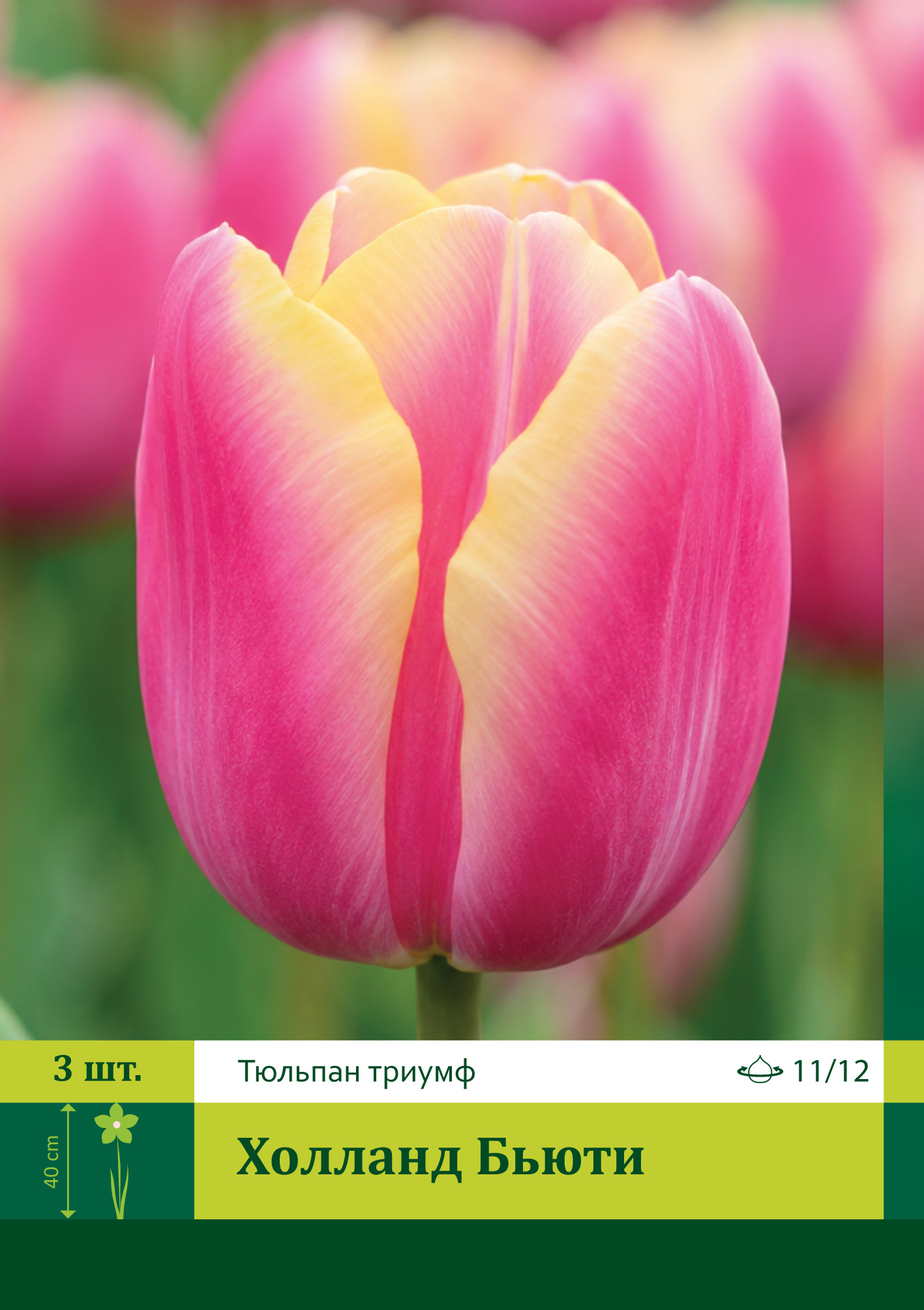 17407, Тюльпан Холланд Бьюти ( TULIPA HOLLAND BEAUTY) 11/12 ( 3 шт.) 17407, Тюльпан Холланд Бьюти ( TULIPA HOLLAND BEAUTY) 11/12 ( 3 шт.)
