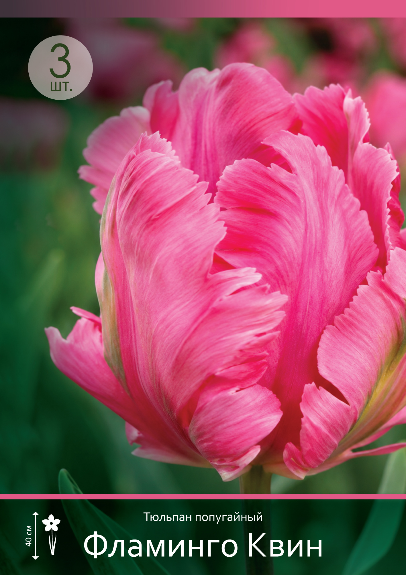 18591, Тюльпан Фламинго Квин ( TULIPA FLAMINGO QUEEN) 11/12 ( 3 шт.) 18591, Тюльпан Фламинго Квин ( TULIPA FLAMINGO QUEEN) 11/12 ( 3 шт.)