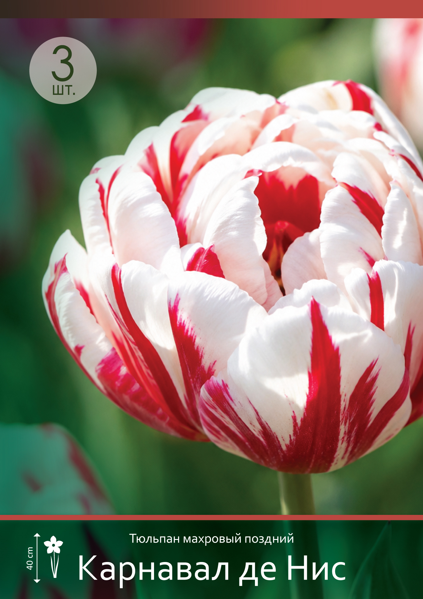 18561, Тюльпан Карнавал де Ницца ( TULIPA CARNAVAL DE NICE) 11/12 ( 3 шт.) 18561, Тюльпан Карнавал де Ницца ( TULIPA CARNAVAL DE NICE) 11/12 ( 3 шт.)