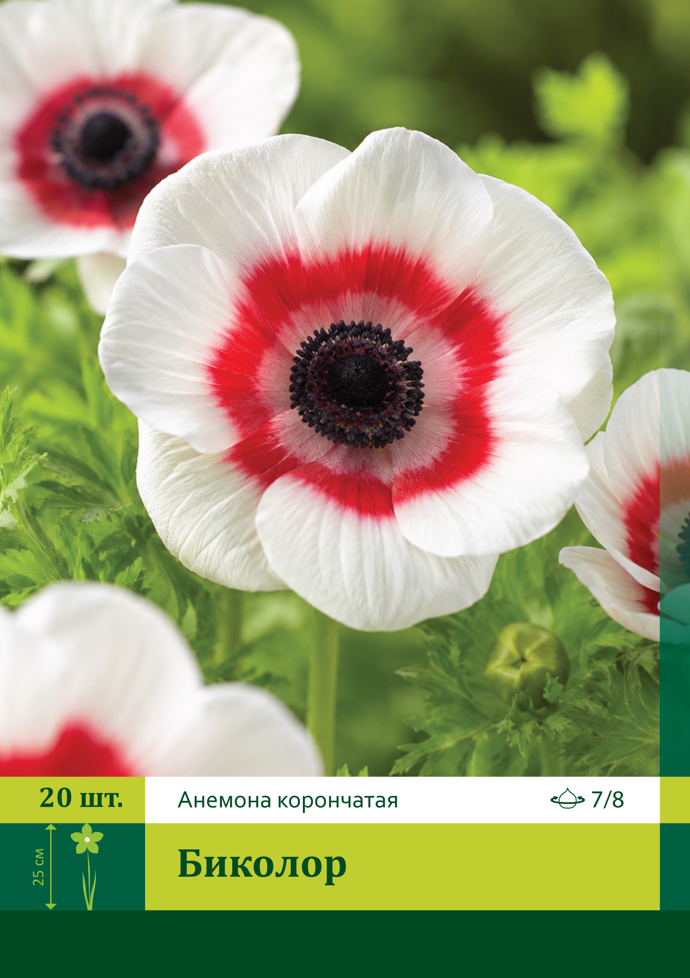 18082, Анемона Биколор ( ANEMONE CORONARIA BICOLOR) 7/8 ( 20 шт.) 18082, Анемона Биколор ( ANEMONE CORONARIA BICOLOR) 7/8 ( 20 шт.)