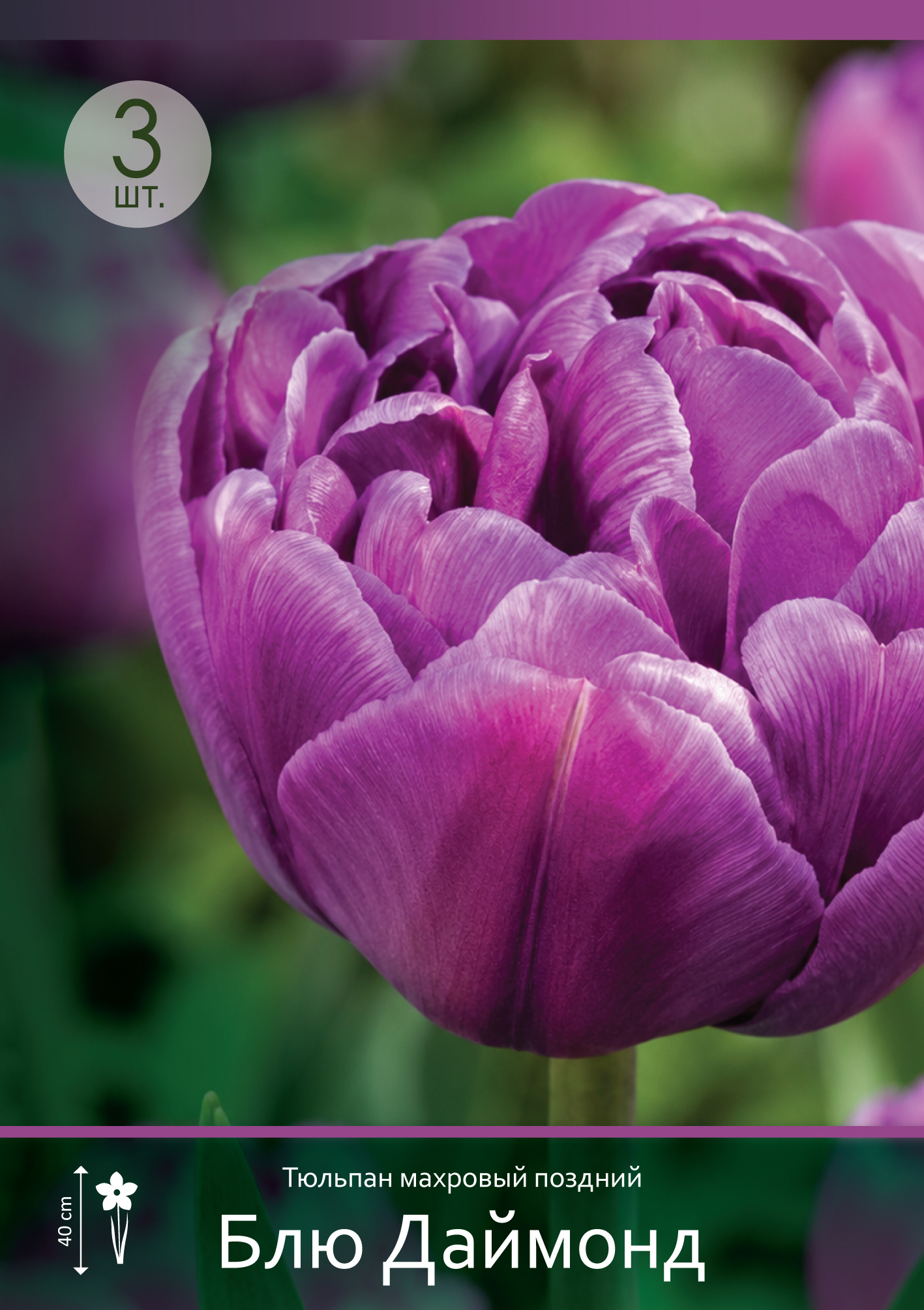 17940, Тюльпан Блю Даймонд ( TULIPA BLUE DIAMOND) 11/12 ( 3 шт.) 17940, Тюльпан Блю Даймонд ( TULIPA BLUE DIAMOND) 11/12 ( 3 шт.)