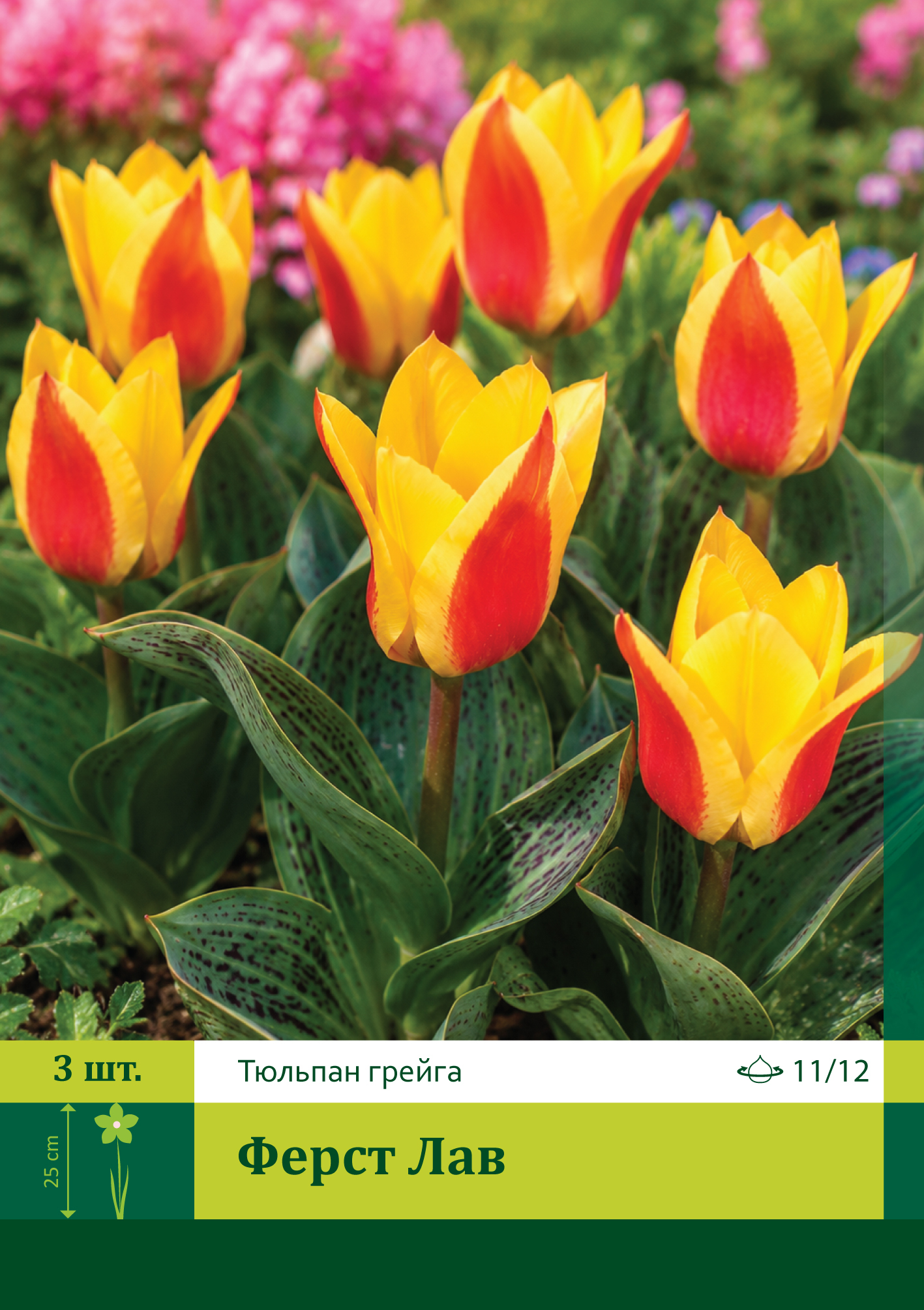 17464, Тюльпан Ферст Лав ( TULIPA FIRST LOVE) 11/12 ( 3 шт.) 17464, Тюльпан Ферст Лав ( TULIPA FIRST LOVE) 11/12 ( 3 шт.)