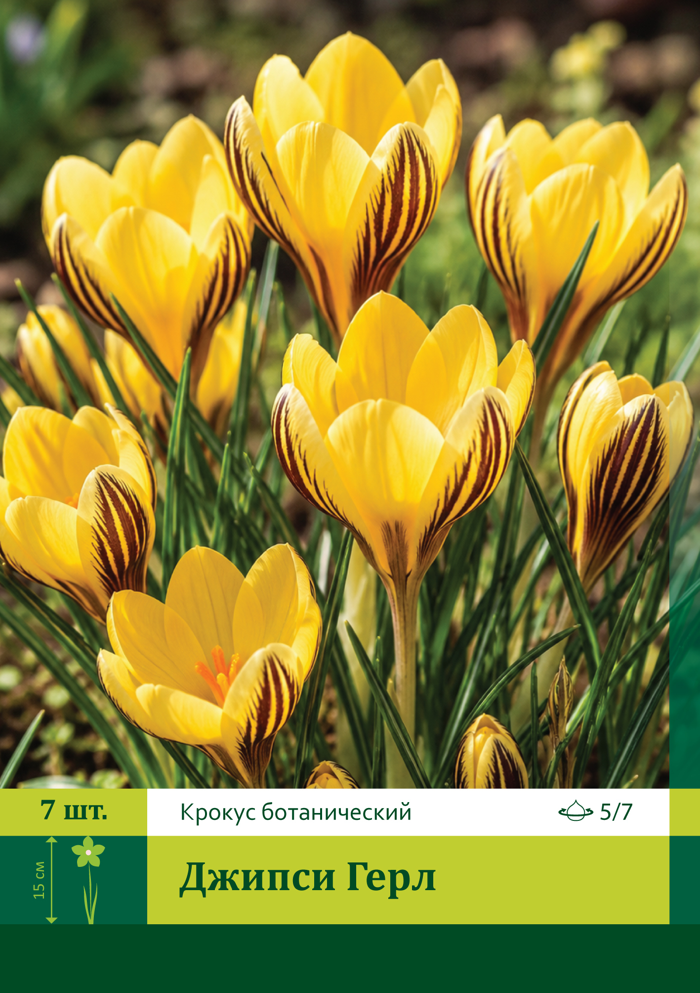 17990, Крокус Джипси Герл ( CROCUS GIPSY GIRL) 5/7 ( 7 шт.) 17990, Крокус Джипси Герл ( CROCUS GIPSY GIRL) 5/7 ( 7 шт.)