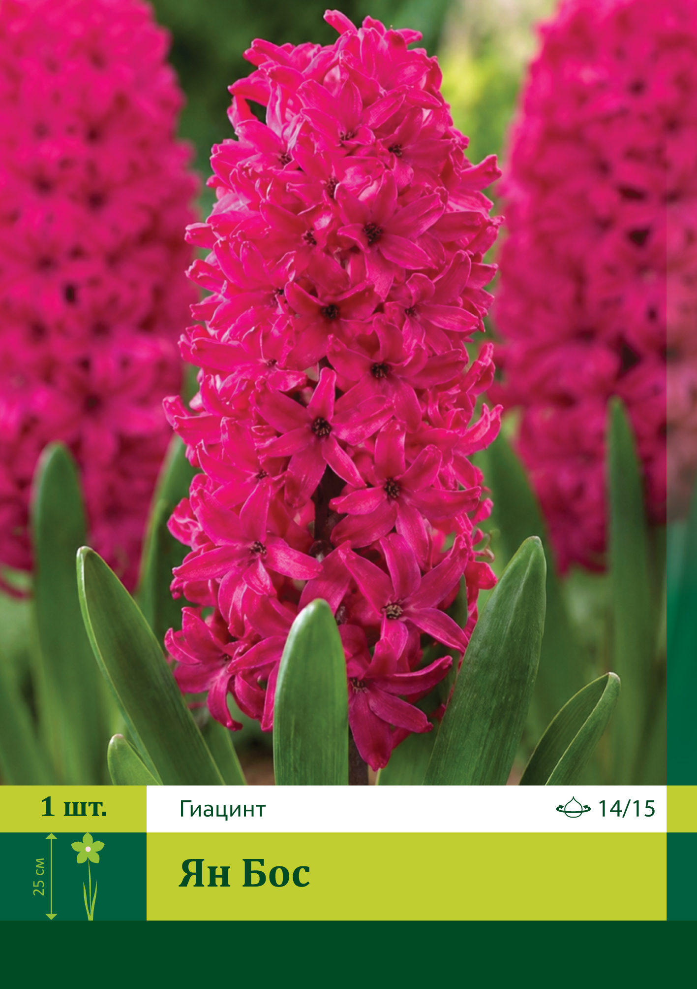 17996, Гиацинт Ян Бос ( HYACINTHUS JAN BOS) 14/15 ( 1 шт.) 17996, Гиацинт Ян Бос ( HYACINTHUS JAN BOS) 14/15 ( 1 шт.)