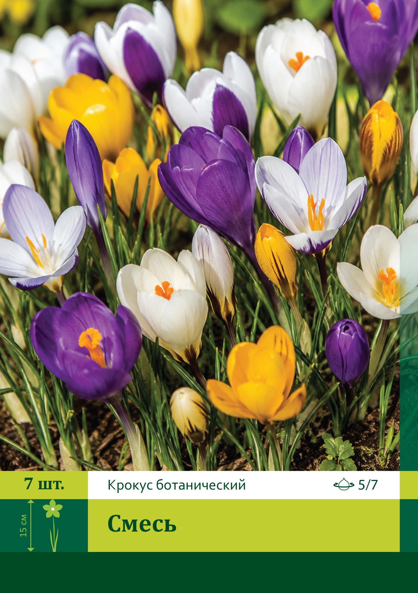 16535, Крокус Смесь ( CROCUS MIX) 5/7 ( 7 шт.) 16535, Крокус Смесь ( CROCUS MIX) 5/7 ( 7 шт.)