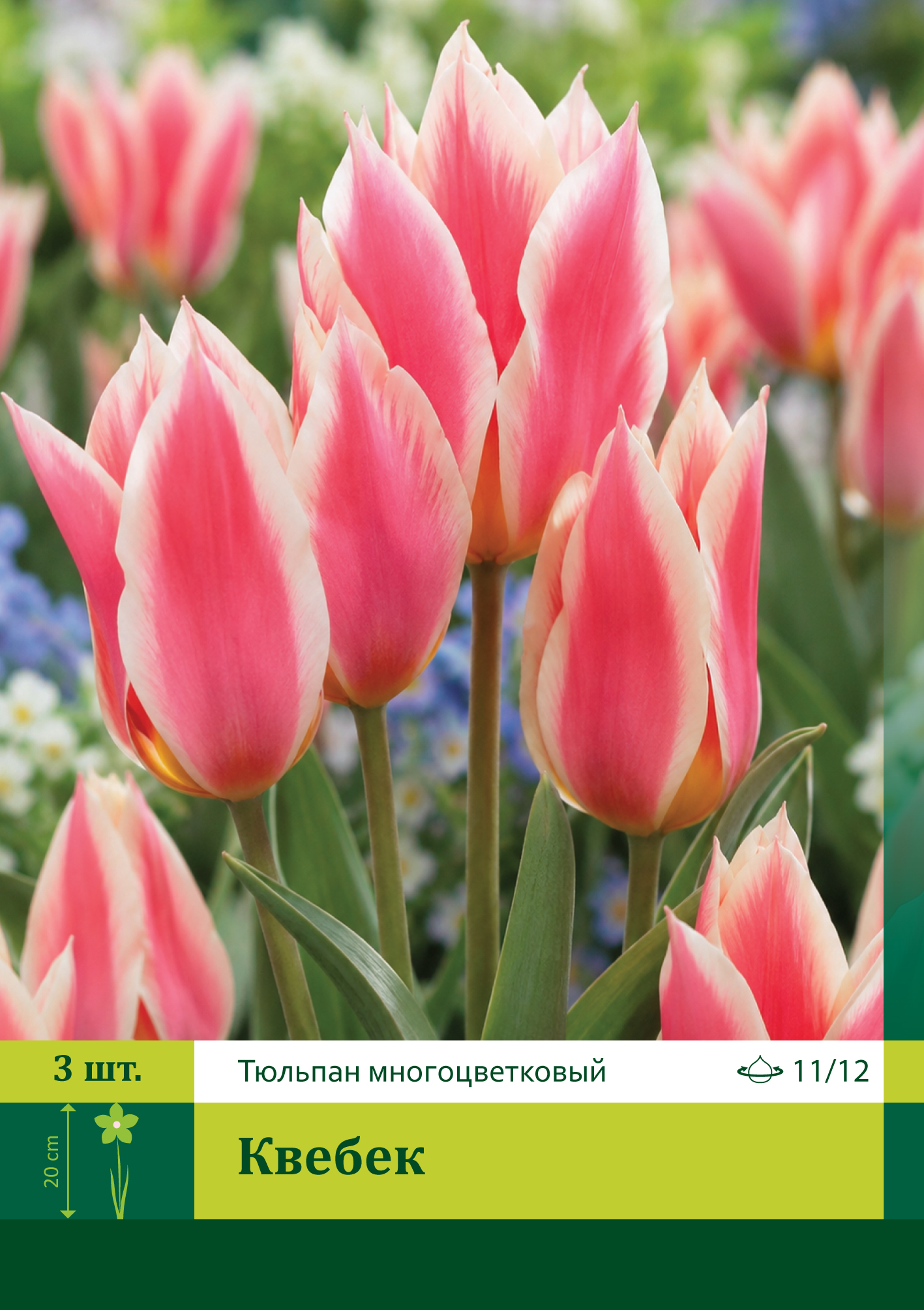 17959, Тюльпан Квебек ( TULIPA QUEBEC) 11/12 ( 3 шт.) 17959, Тюльпан Квебек ( TULIPA QUEBEC) 11/12 ( 3 шт.)