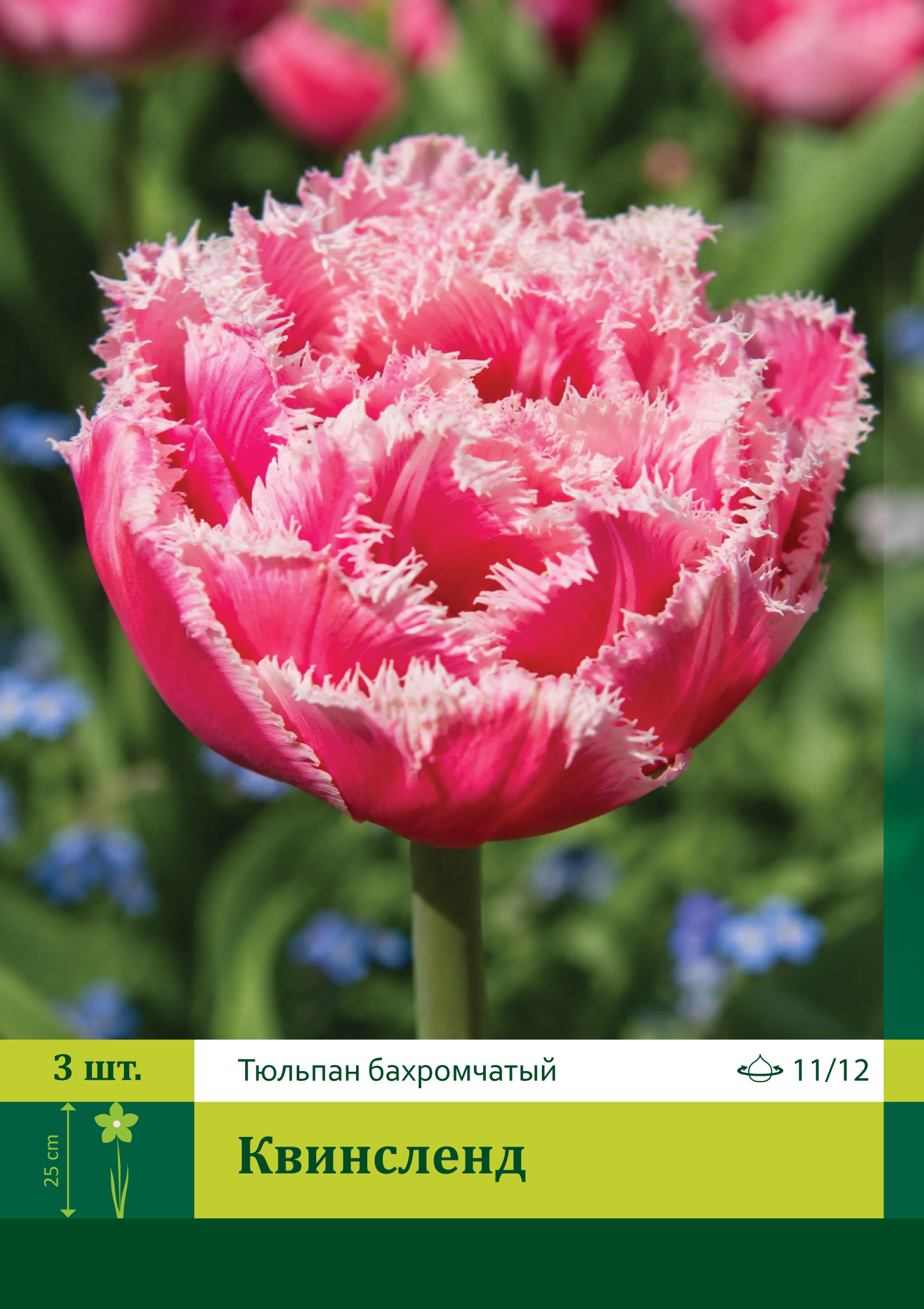11819, Тюльпан Квинсленд ( TULIPA QUEENSLAND) 11/12 ( 3 шт.) 11819, Тюльпан Квинсленд ( TULIPA QUEENSLAND) 11/12 ( 3 шт.)