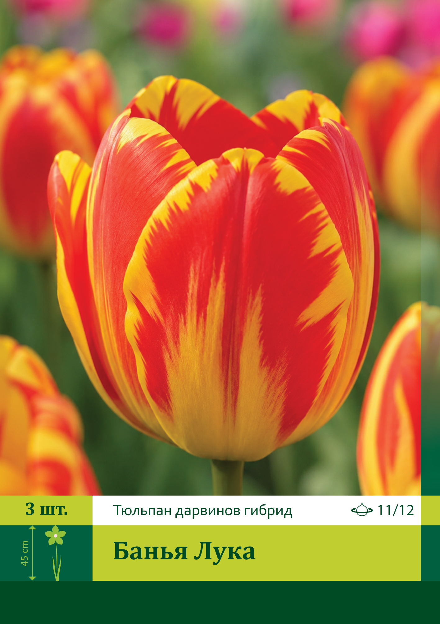 11804, Тюльпан Банья Лука ( TULIPA BANJA LUKA) 11/12 ( 3 шт.) 11804, Тюльпан Банья Лука ( TULIPA BANJA LUKA) 11/12 ( 3 шт.)