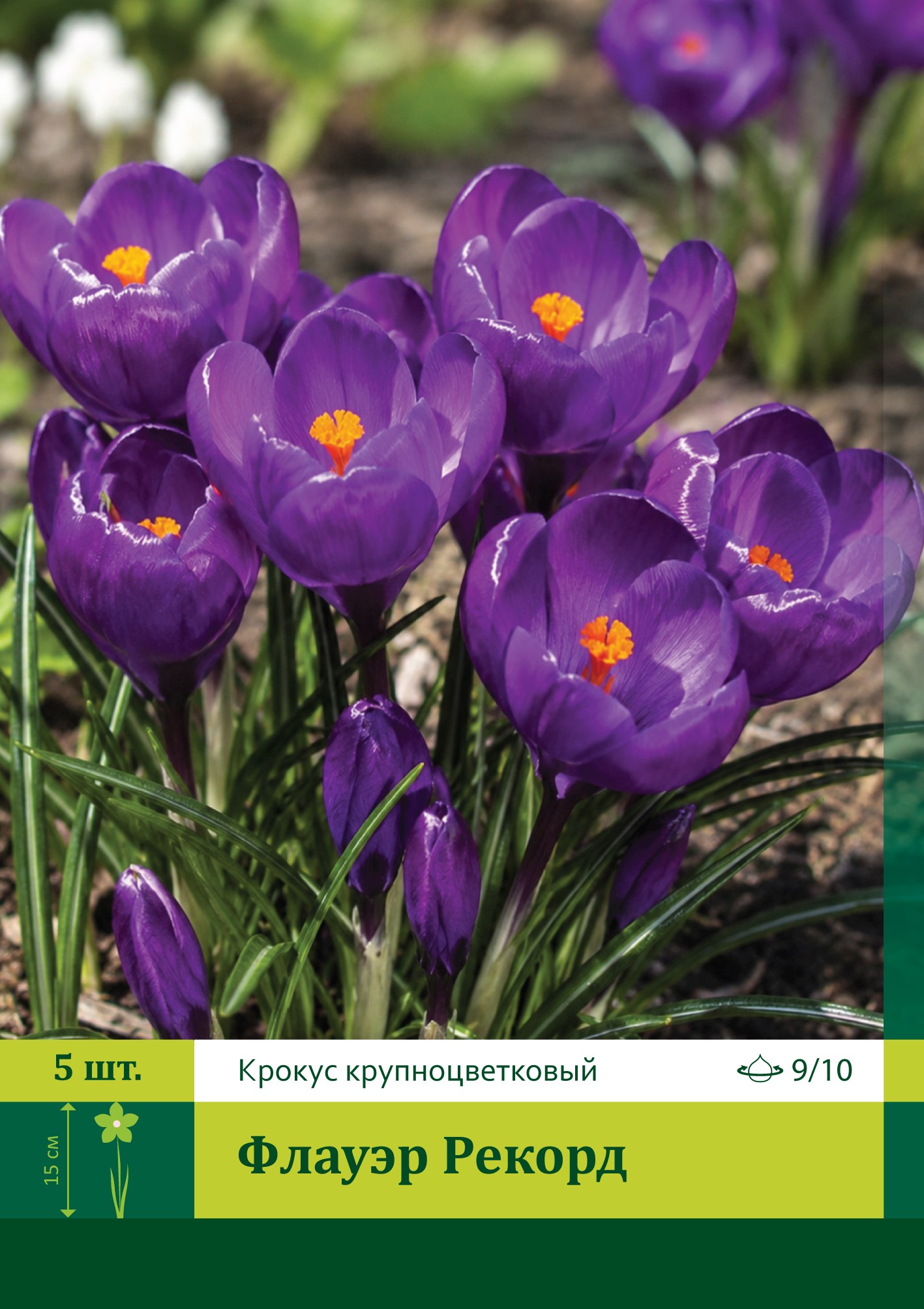 18073, Крокус Флауэр Рекорд ( CROCUS FLOWER RECORD) 9/10 ( 5 шт.) 18073, Крокус Флауэр Рекорд ( CROCUS FLOWER RECORD) 9/10 ( 5 шт.)