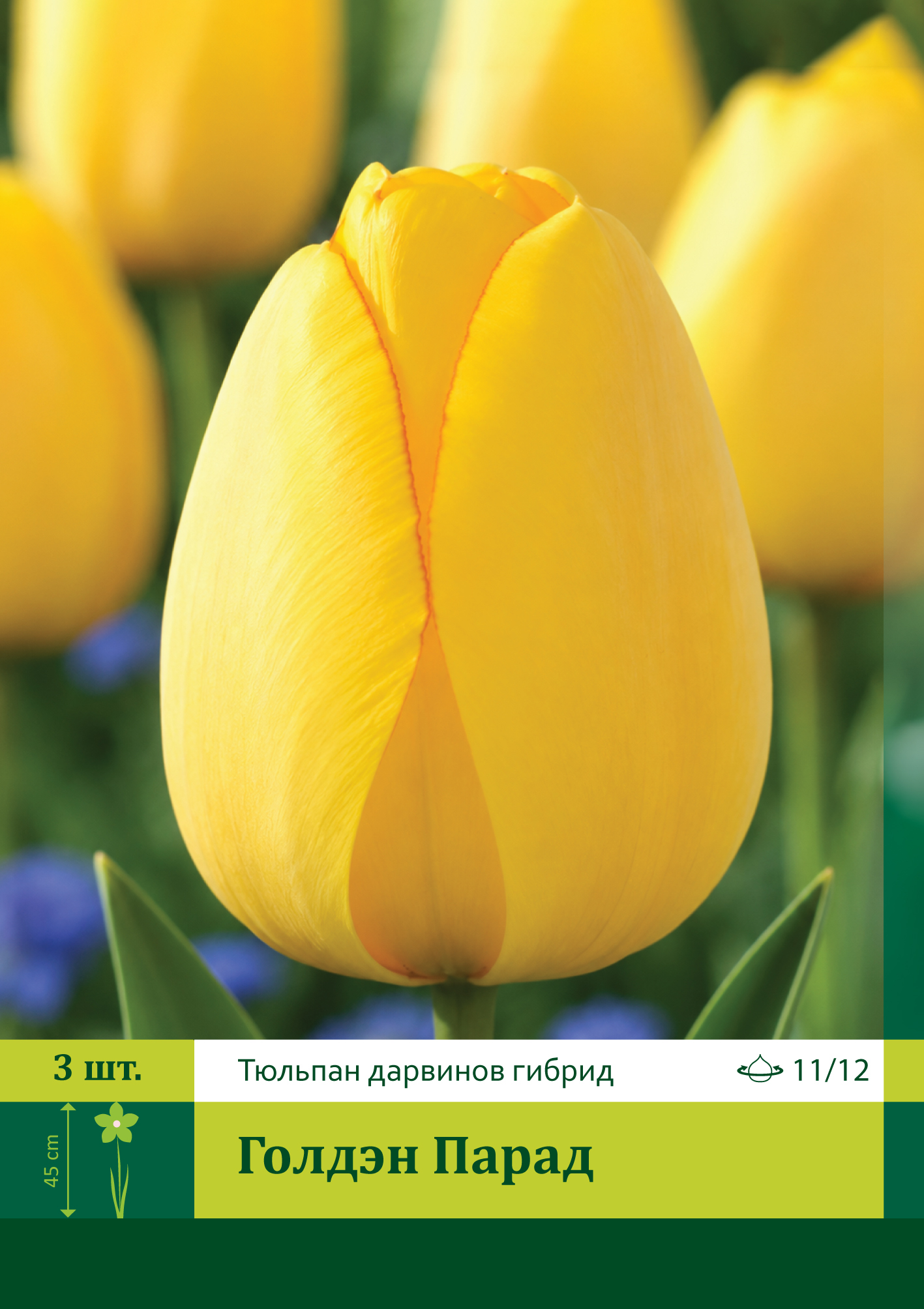 18019, Тюльпан Голдэн Парад ( TULIPA GOLDEN PARADE) 11/12 ( 3 шт.) 18019, Тюльпан Голдэн Парад ( TULIPA GOLDEN PARADE) 11/12 ( 3 шт.)
