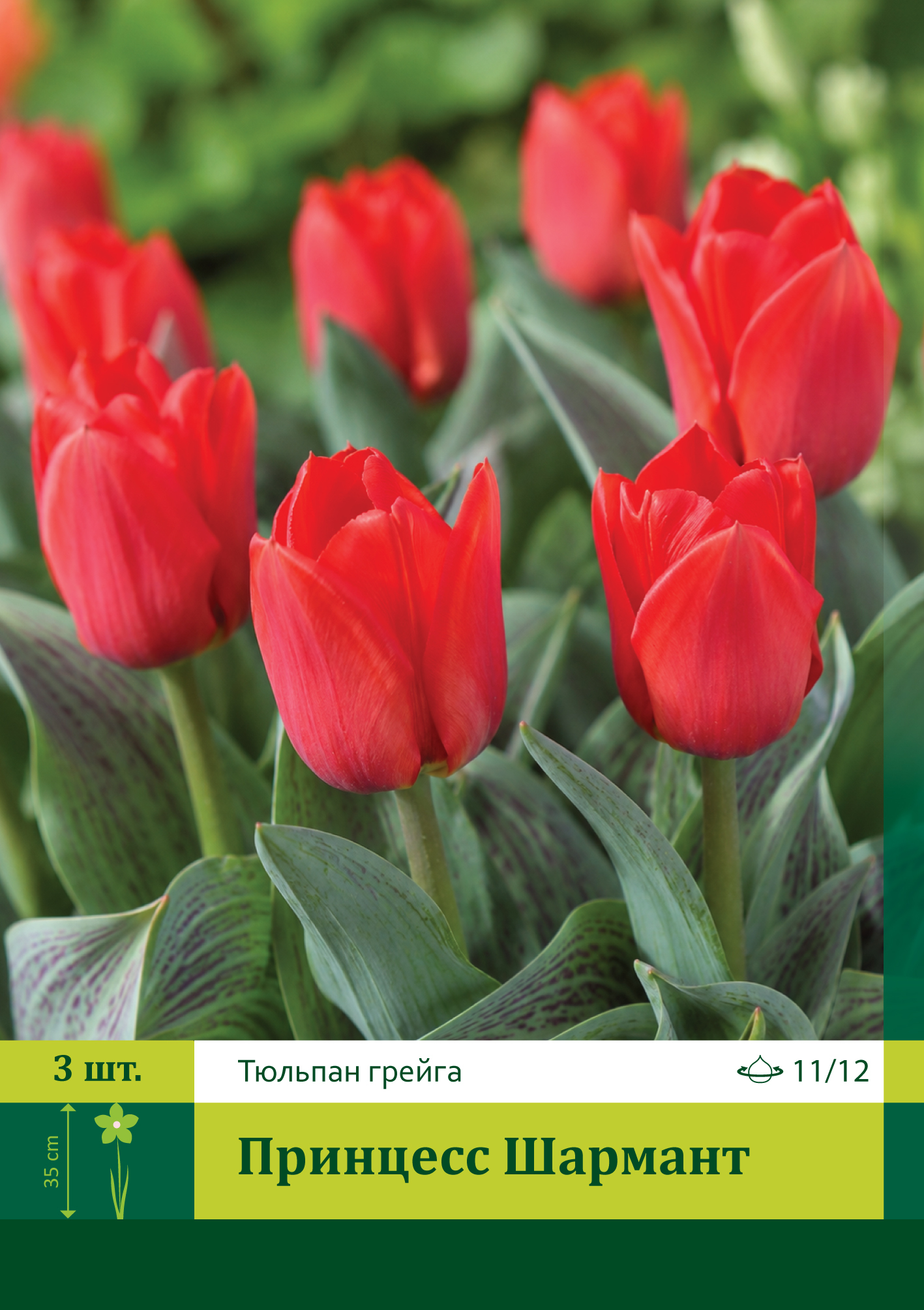 17952, Тюльпан Принцесс Шармант ( TULIPA PRINCESSE CHARMANTE) 11/12 ( 3 шт.) 17952, Тюльпан Принцесс Шармант ( TULIPA PRINCESSE CHARMANTE) 11/12 ( 3 шт.)