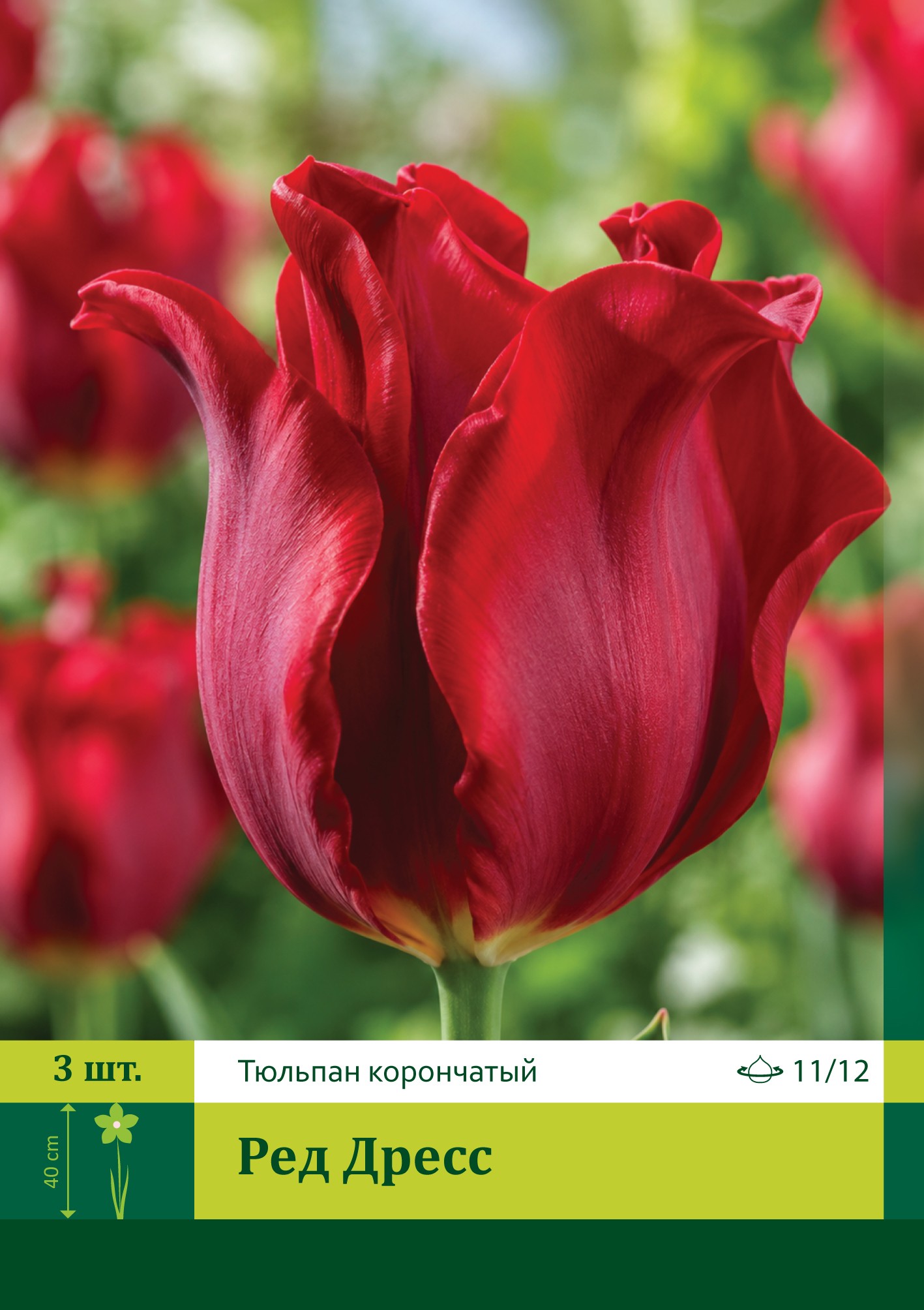 16555, Тюльпан Ред Дресс ( TULIPA RED DRESS) 11/12 ( 3 шт.) 16555, Тюльпан Ред Дресс ( TULIPA RED DRESS) 11/12 ( 3 шт.)