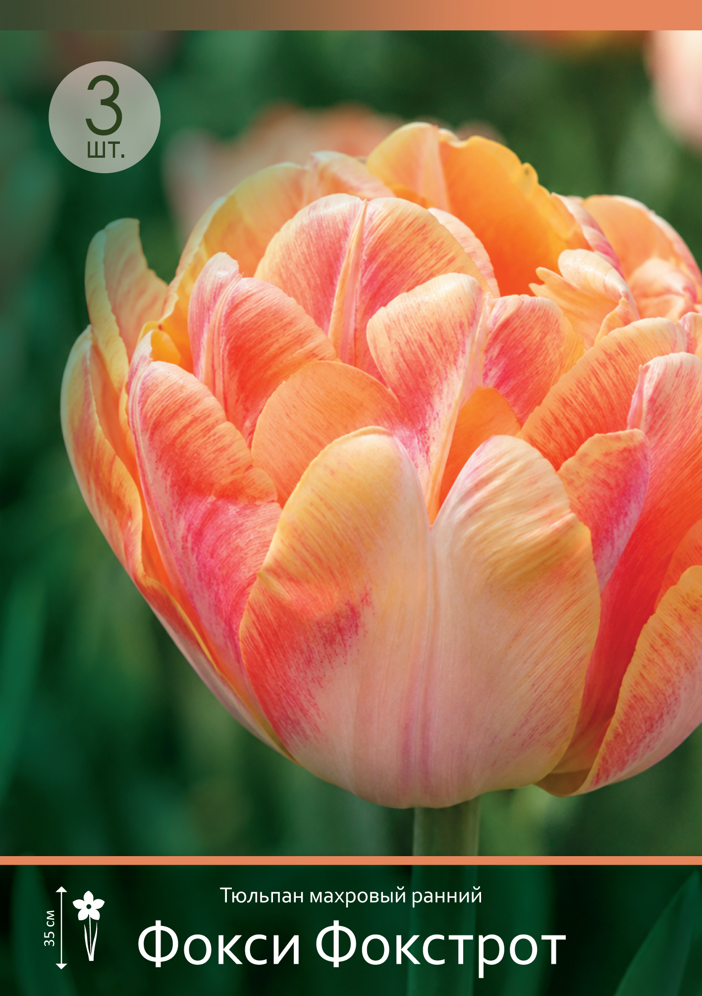 18586, Тюльпан Фокси Фокстрот ( TULIPA FOXY FOXTROT) 11/12 ( 3 шт.) 18586, Тюльпан Фокси Фокстрот ( TULIPA FOXY FOXTROT) 11/12 ( 3 шт.)
