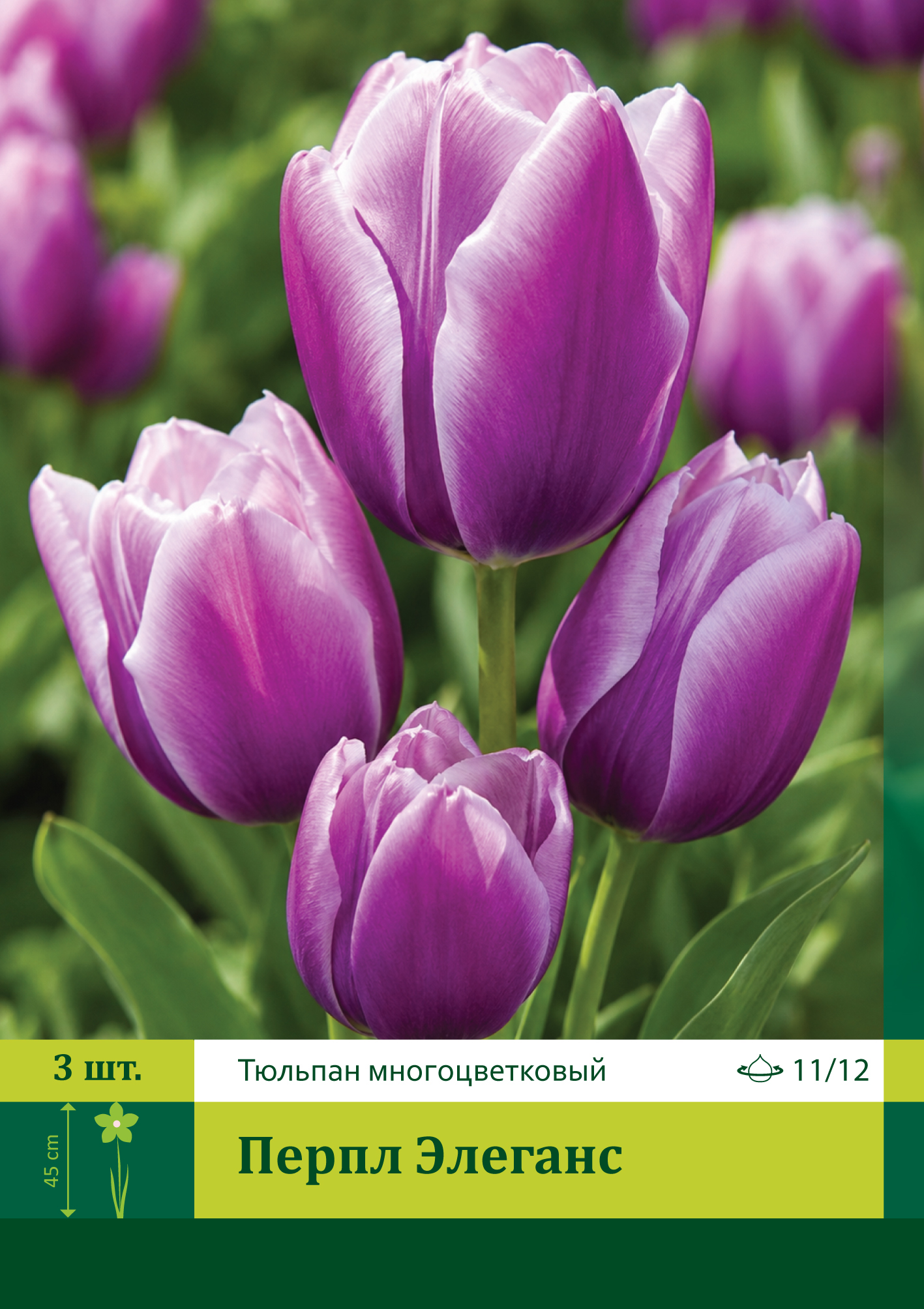 18625, Тюльпан Перпл Элеганс ( TULIPA PURPLE ELEGANCE) 11/12 ( 3 шт.) 18625, Тюльпан Перпл Элеганс ( TULIPA PURPLE ELEGANCE) 11/12 ( 3 шт.)