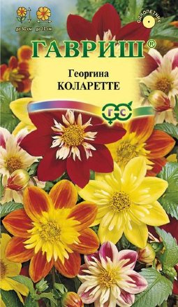 Георгина КОЛАРЕТТЕ 0,2 гр. Георгина КОЛАРЕТТЕ 0,2 гр.