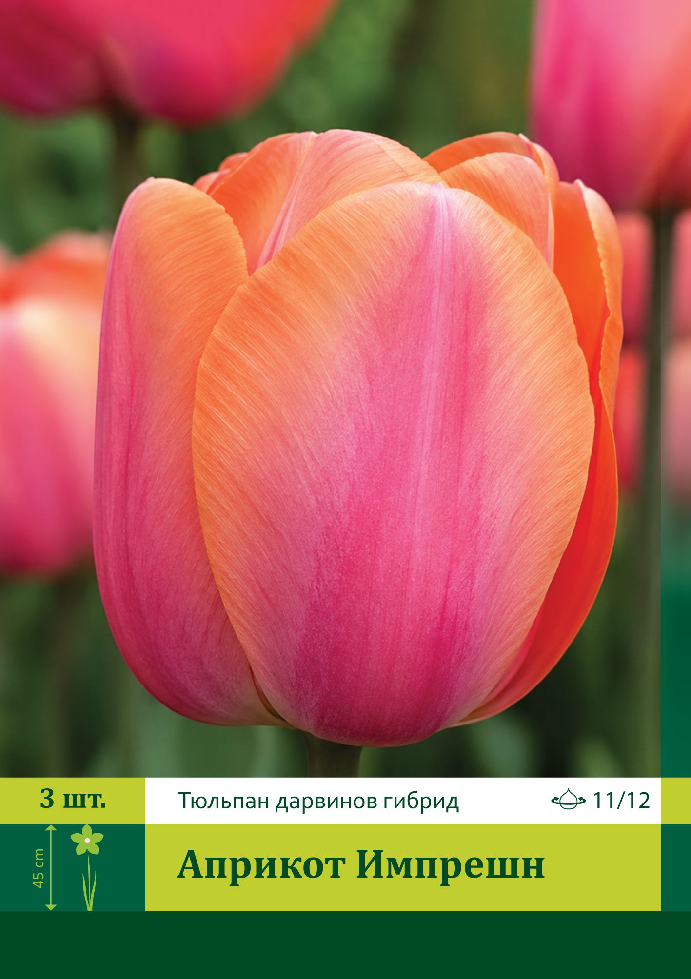 17927, Тюльпан Априкот Импрешн ( TULIPA APRICOT IMPRESSION) 11/12 ( 3 шт.) 17927, Тюльпан Априкот Импрешн ( TULIPA APRICOT IMPRESSION) 11/12 ( 3 шт.)